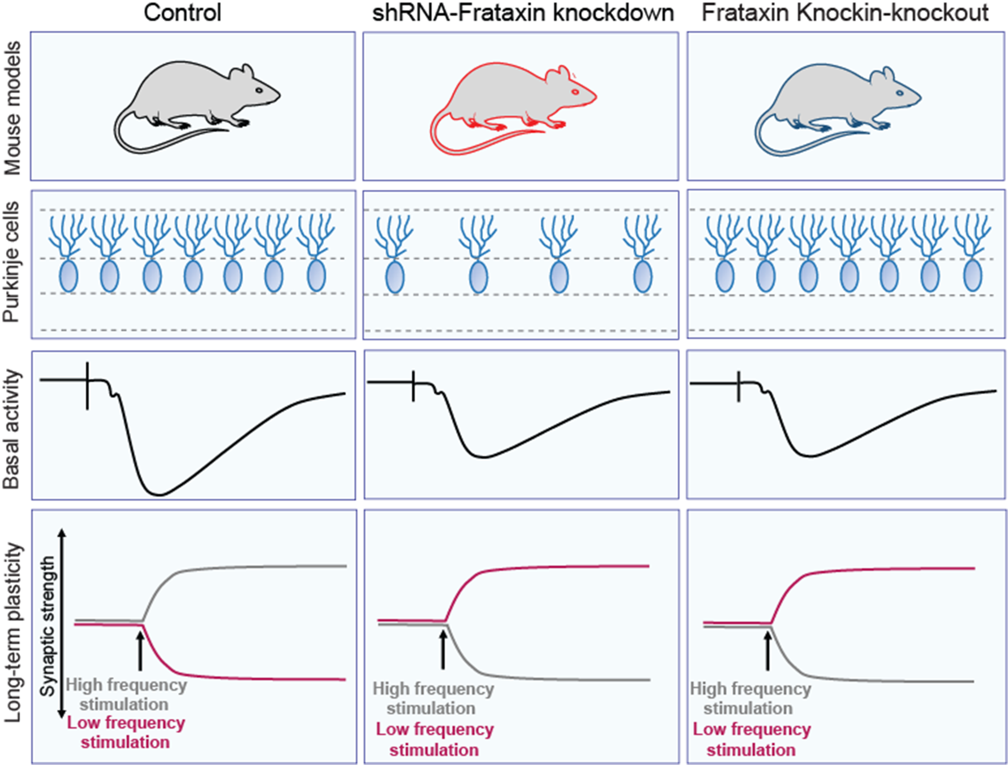 Functional Characterization of Parallel Fiber-Purkinje Cell Synapses in Two Friedreich’s Ataxia Mouse Models