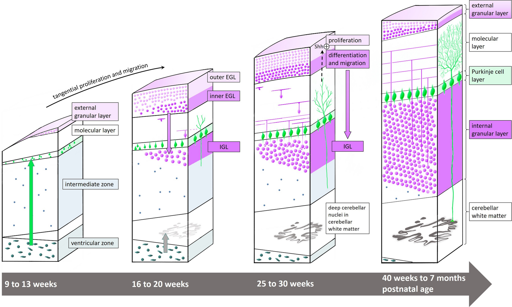 Cerebellar Development and the Burden of Prematurity