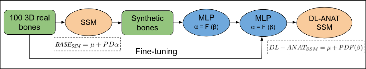 Leveraging deep learning for nonlinear shape representation in anatomically parameterized statistical shape models