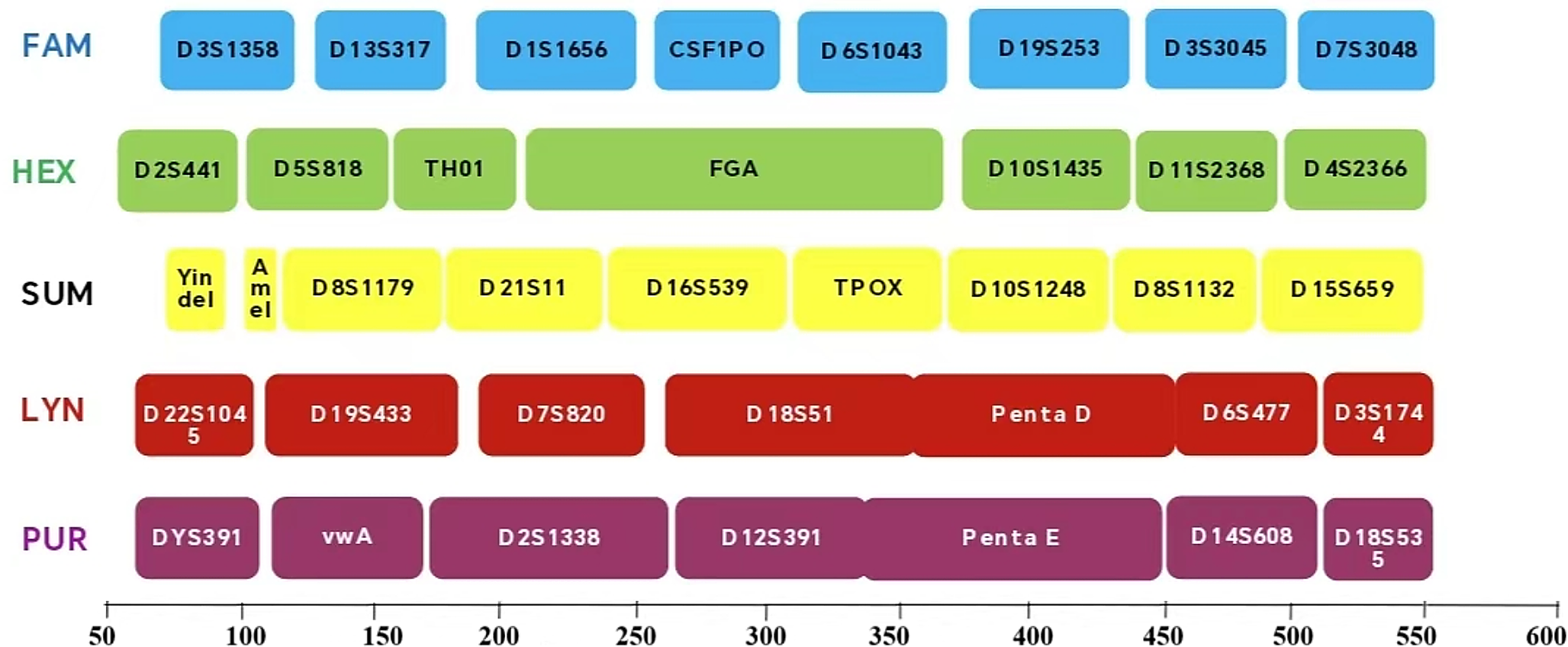 Developmental validation of the AGCU EX-38 typing system: a comprehensive forensic tool for enhanced genetic identification