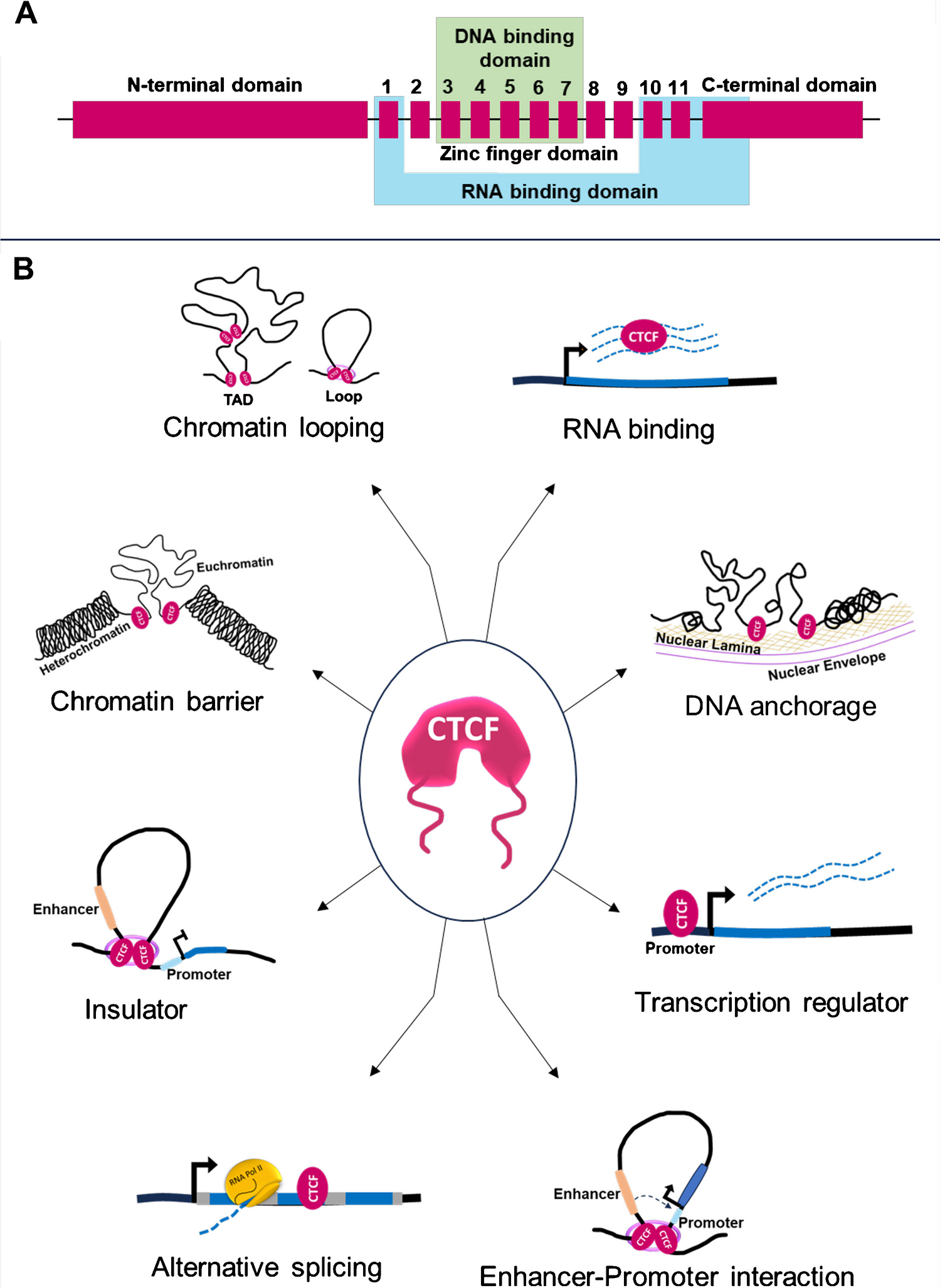 Multifaceted role of CTCF in X-chromosome inactivation