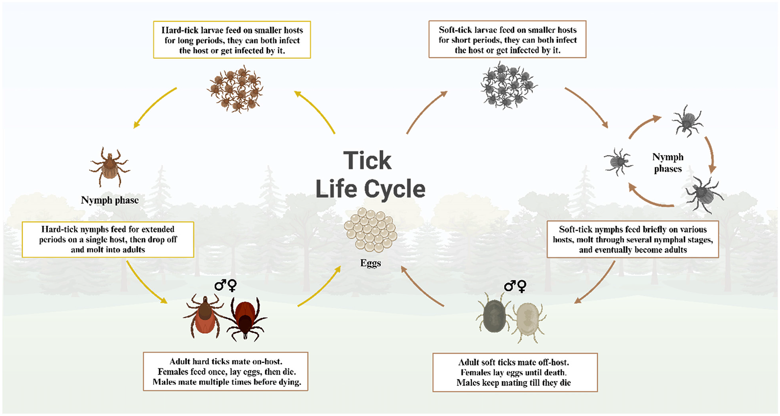 Mitigating Tick-Borne Virus Threats in the Middle East: A Biosafety and One Health Approach