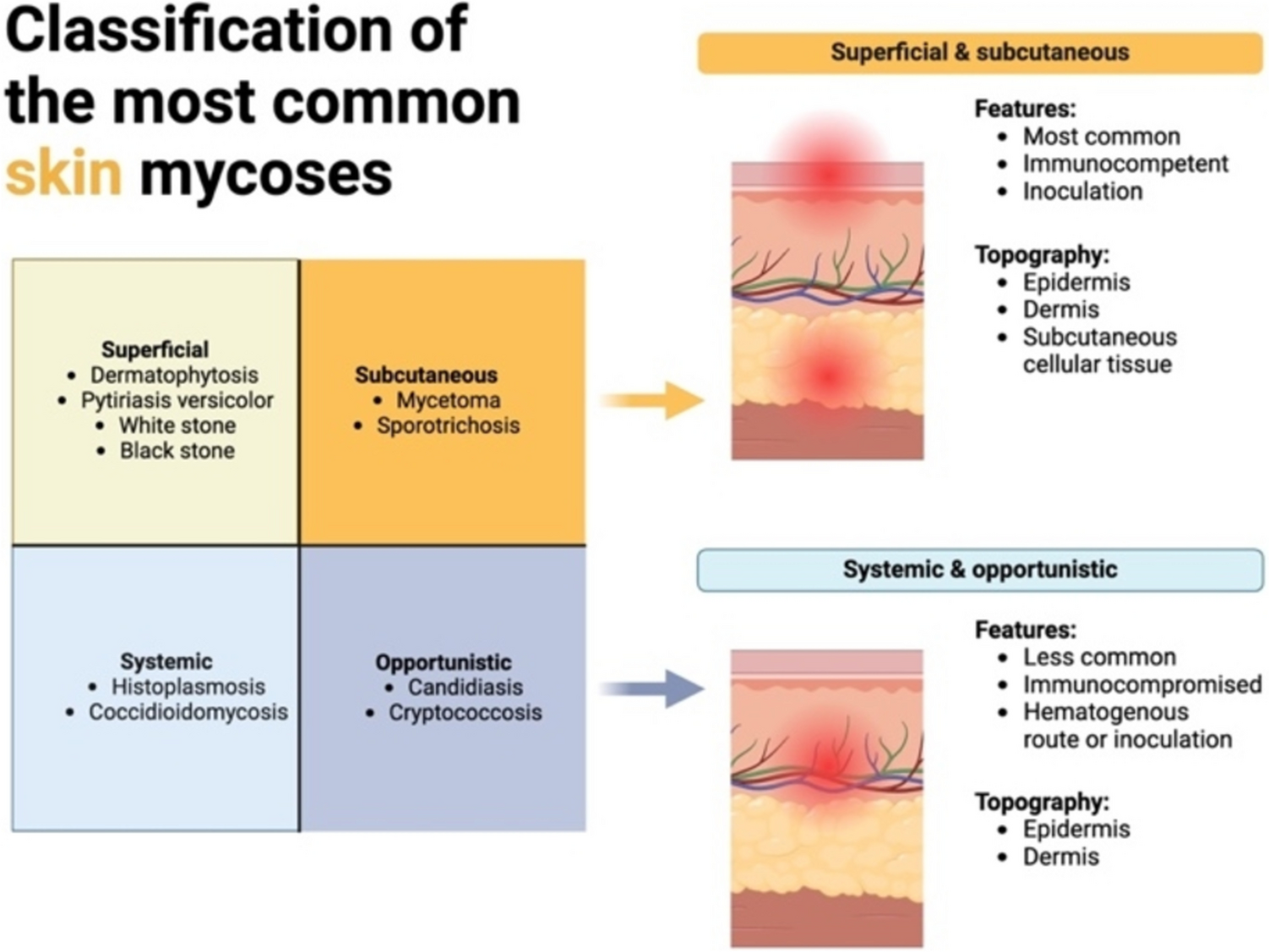 Decoding Fungal Skin Infections: Current and Emerging Trends in Diagnosis and Management