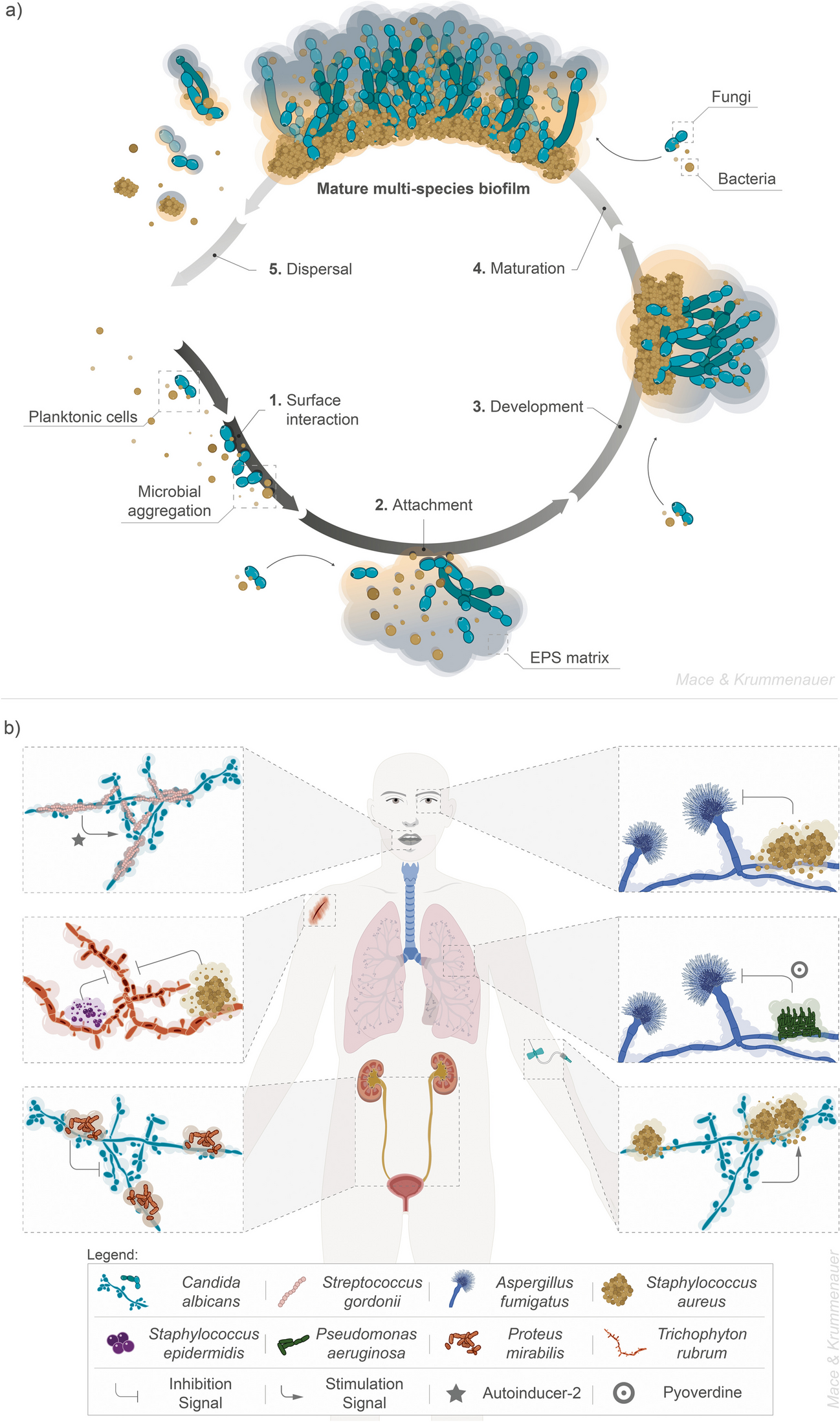 Medically Important Fungi in Multi-Species Biofilms: Microbial Interactions, Clinical Implications and Therapeutic Strategies