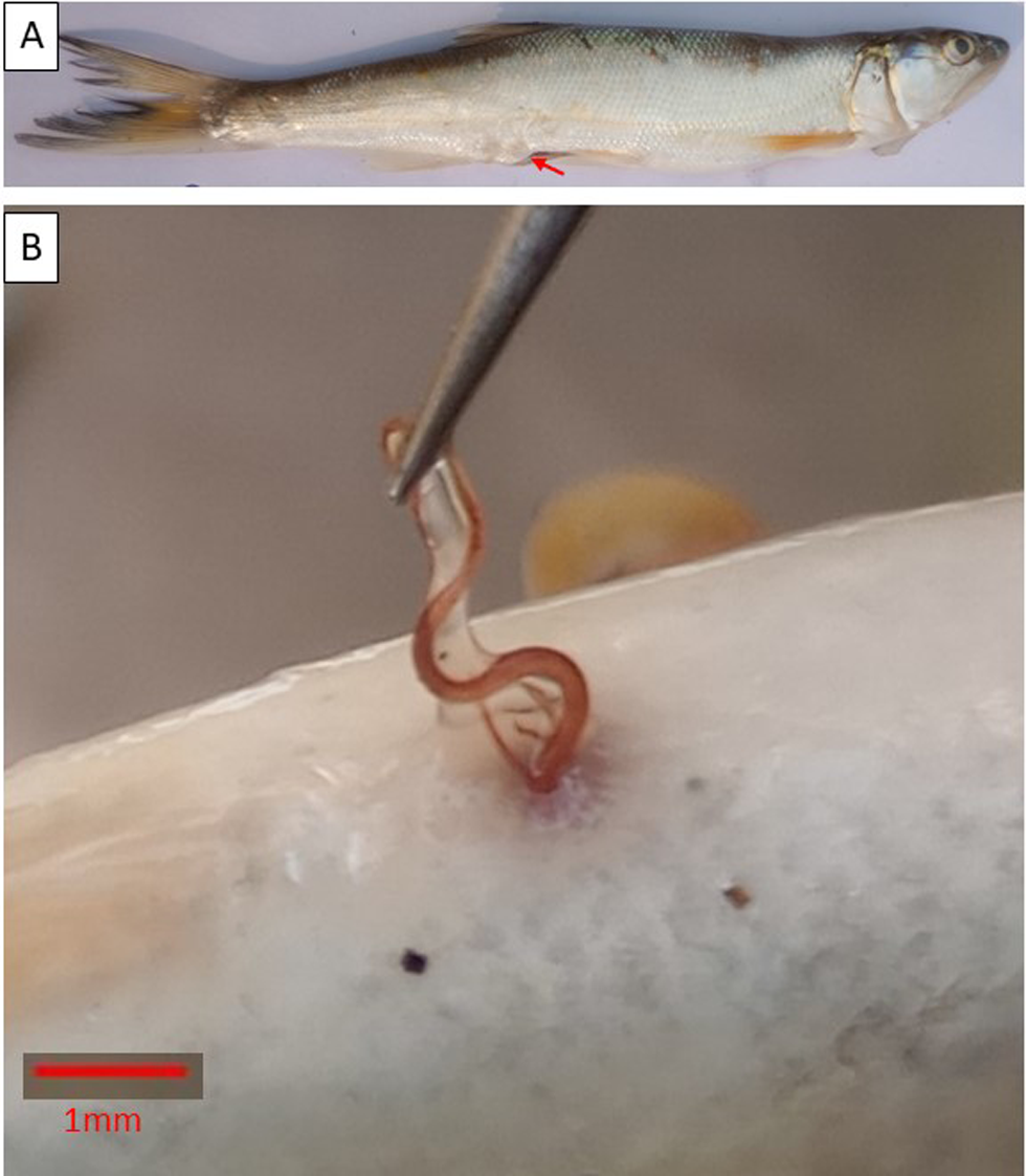 First report of nematode parasite, Camallanus cotti (Camallanidae) (Fujita, 1927) in Barilius bola (Cyprinidae) (Hamilton 1822), from Jaldhaka river of North Bengal, West Bengal