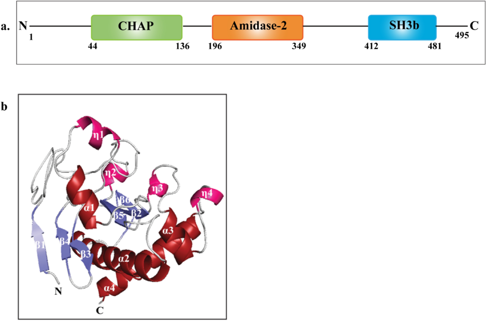 Molecular Docking and Molecular Dynamics Simulation Insight of Amidase_2 Endolysin Domain as an Antifungal Enzyme