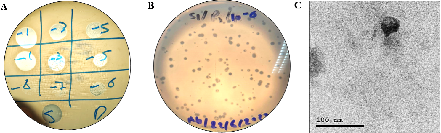 Characterization, genomic analysis and preclinical evaluation of the lytic Staphylococcus bacteriophage PSK against methicillin-resistant Staphylococcus aureus wound isolate