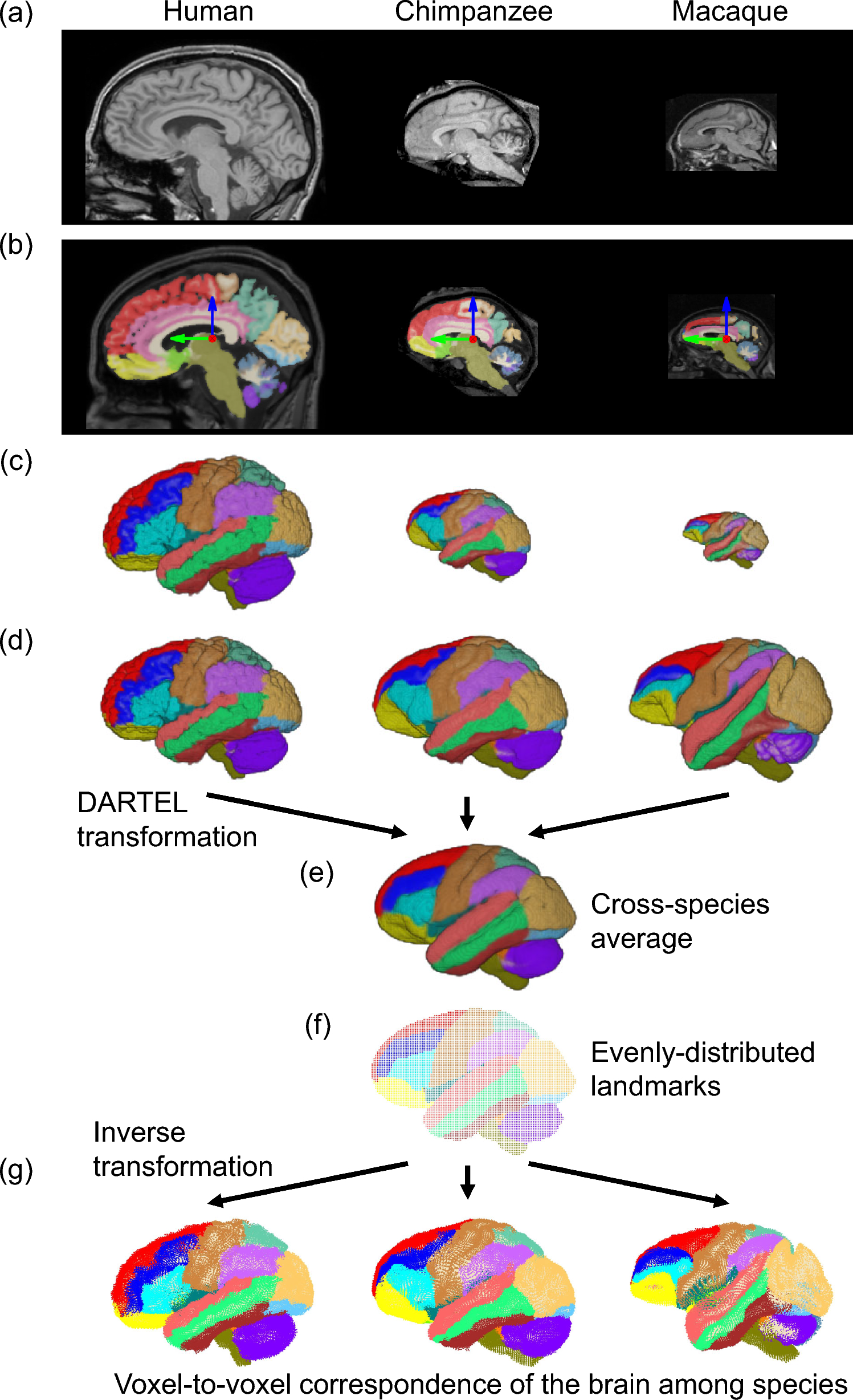 Enlargement of the human prefrontal cortex and brain mentalizing network: anatomically homogenous cross-species brain transformation