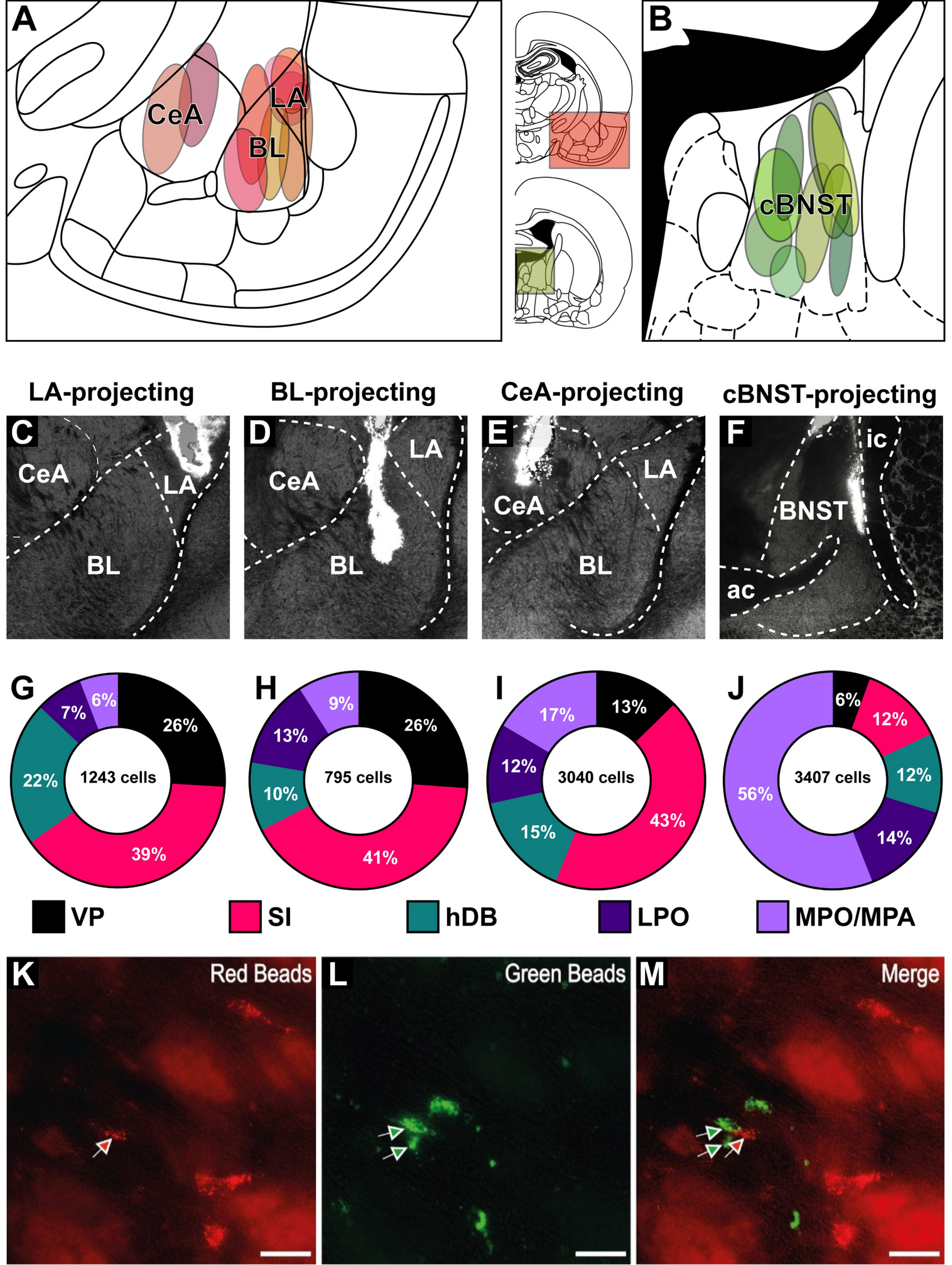 Basal forebrain innervation of the amygdala: an anatomical and computational exploration