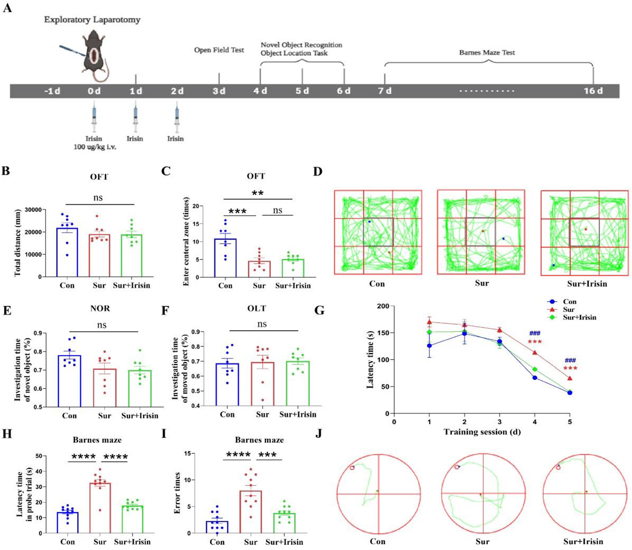Irisin Regulates Microglia M1/M2 Polarization and Promotes Autophagy Through the Sirt3 Pathway to Alleviate POCD