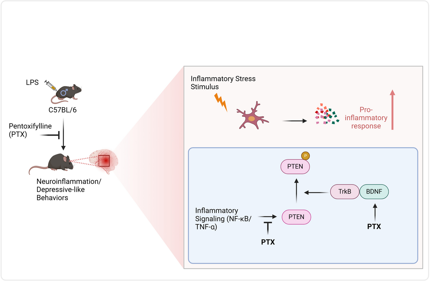 Pentoxifylline Prevents Neuroinflammation and Modifies PTEN/TrkB Signaling in an LPS-Induced Depression Model