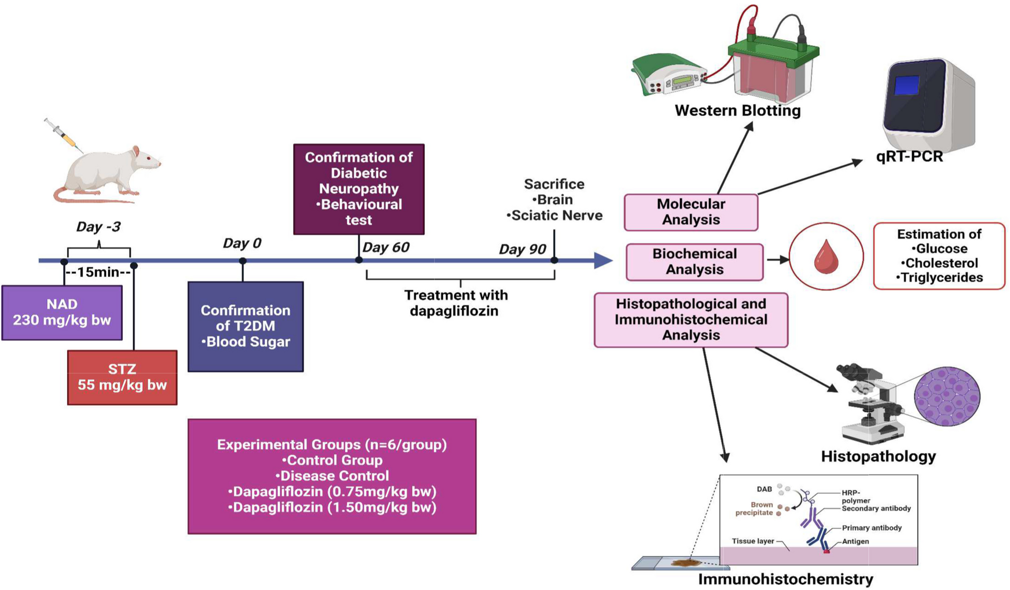 Dapagliflozin Ameliorate Type-2 Diabetes Associated Neuropathy via Regulation of IGF-1R Signaling