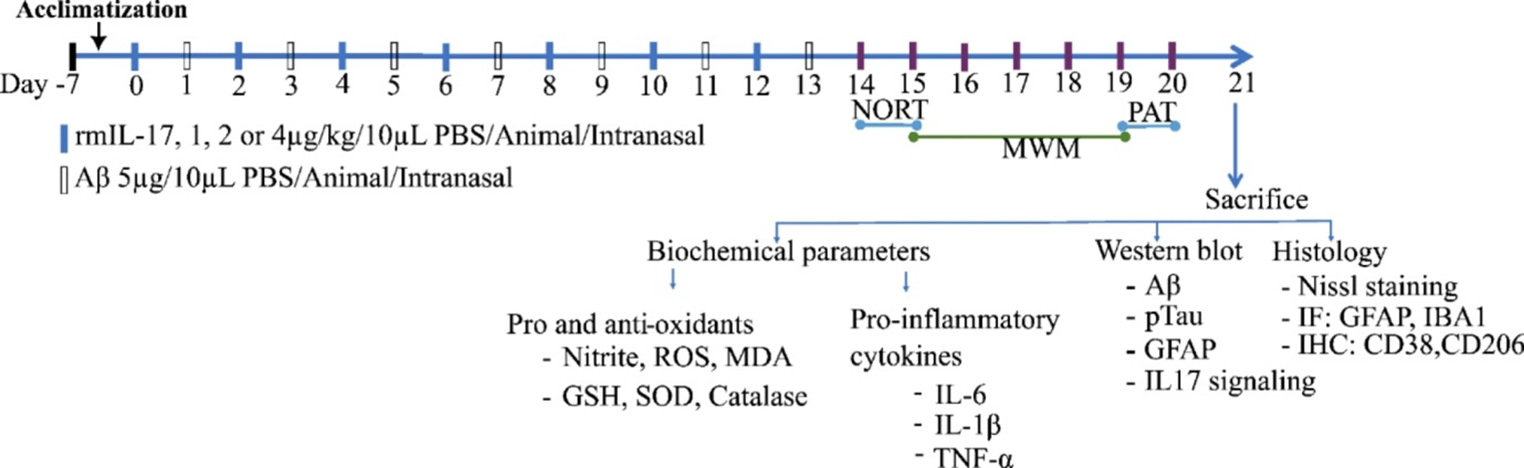 IL-17 A Exacerbated Neuroinflammatory and Neurodegenerative Biomarkers in Intranasal Amyloid-Beta Model of Alzheimer’s Disease