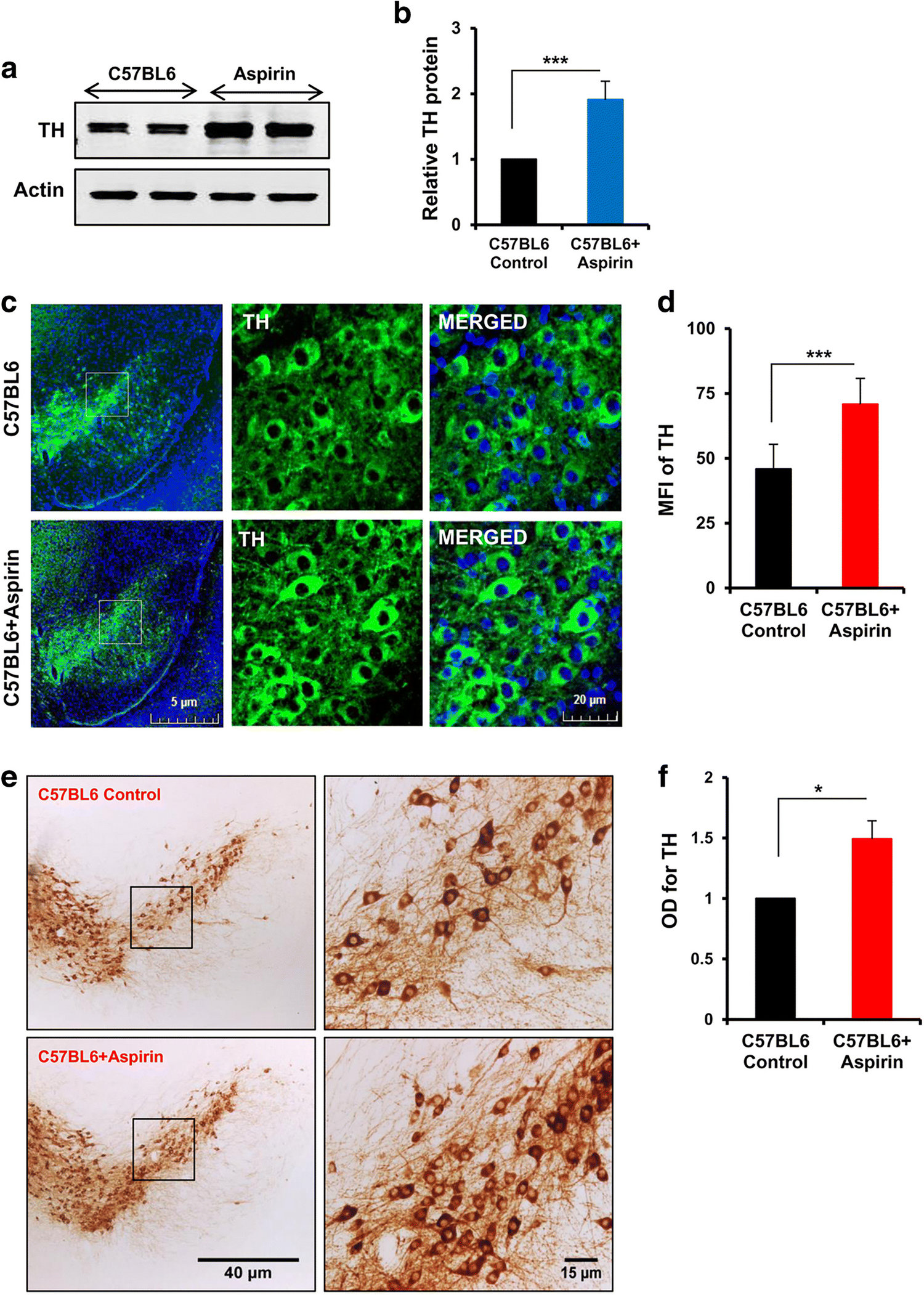 Correction: Low-Dose Aspirin Upregulates Tyrosine Hydroxylase and Increases Dopamine Production in Dopaminergic Neurons: Implications for Parkinson’s Disease