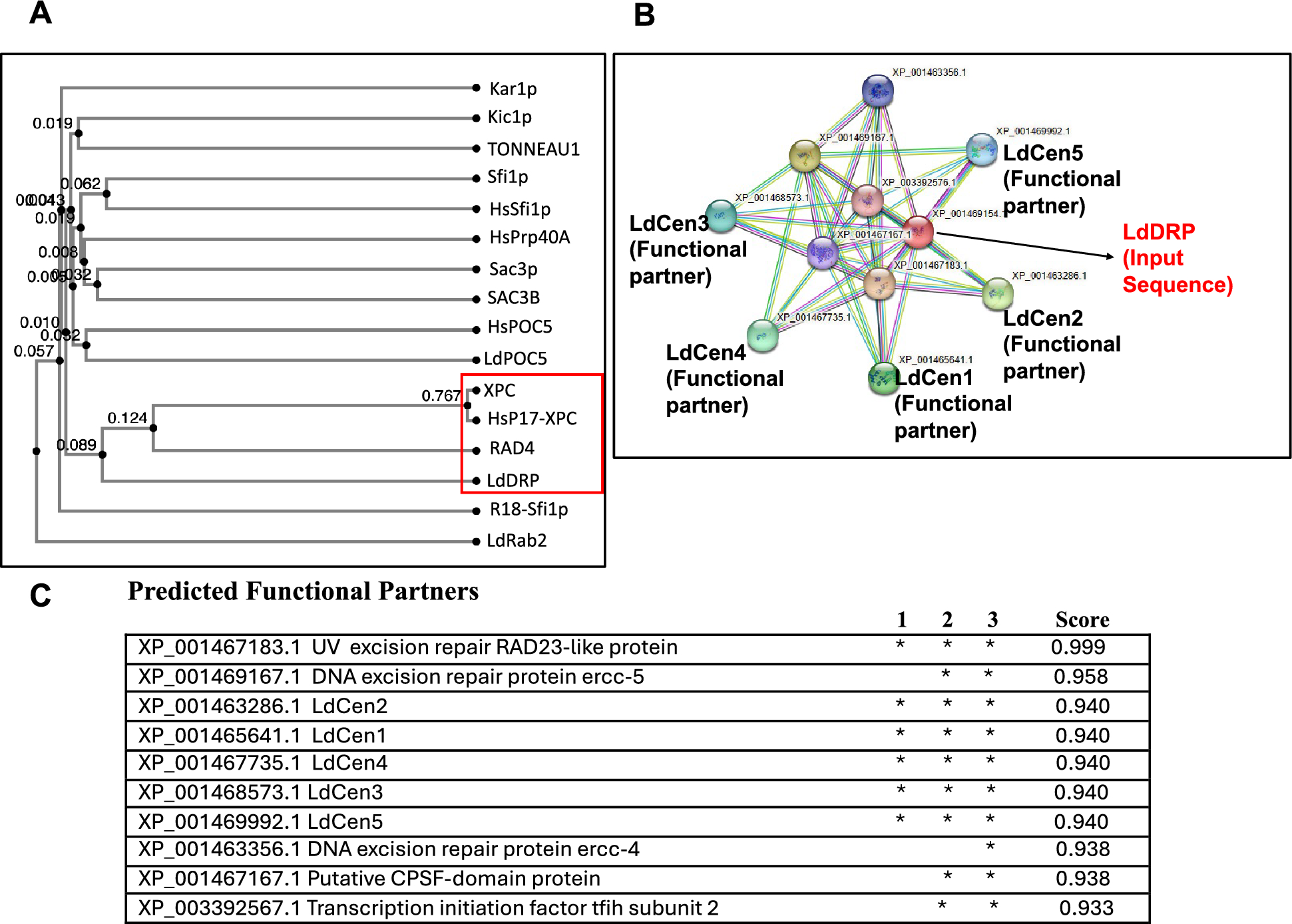 Mechanistic insights into  interaction facilitating UV-induced DNA damage repair in