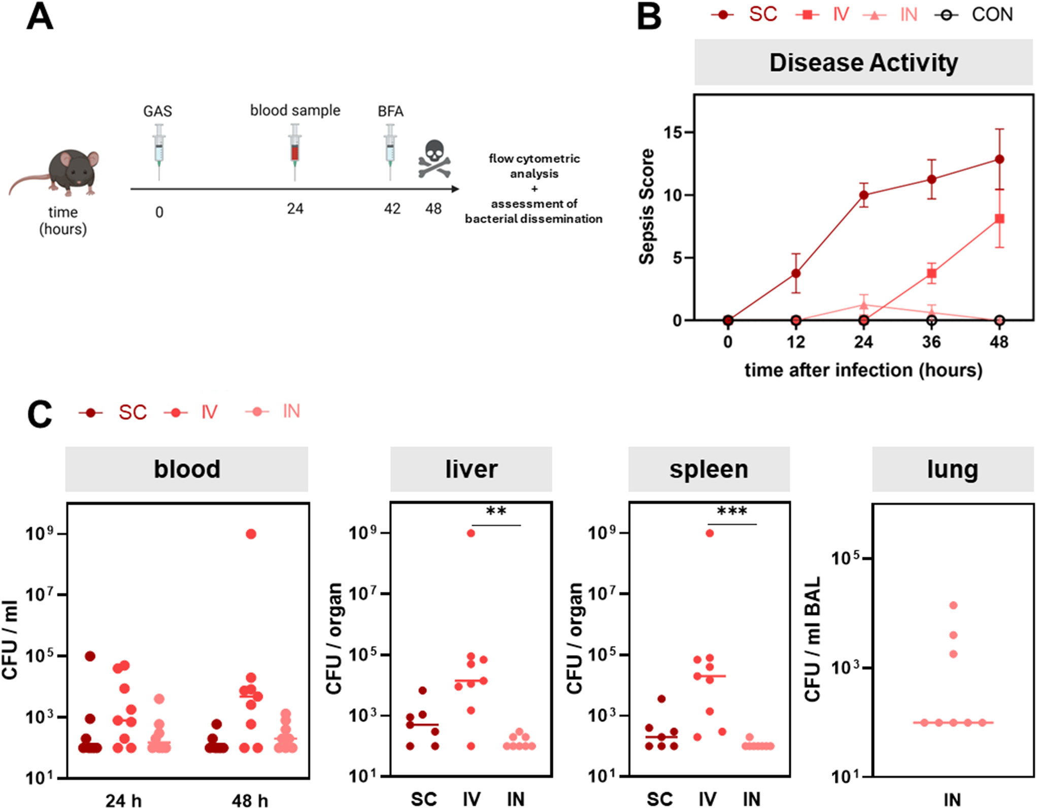 Interleukin-6 overexpression and elevated granulocyte-to-lymphocyte ratio indicate hepatic stress in experimental group a Streptococcus sepsis