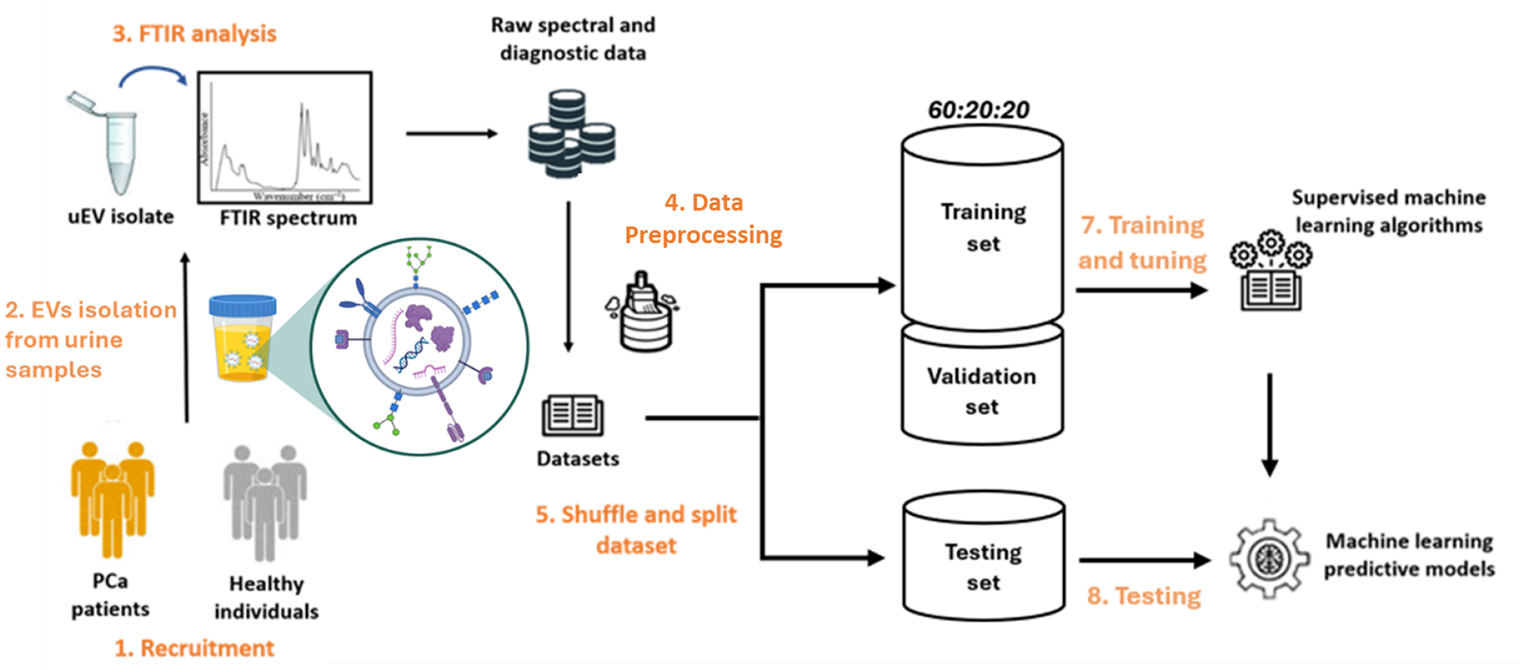 Revolutionizing prostate cancer screening: Machine learning-driven FTIR analysis of biofluidic EVs integrated with clinical profiles