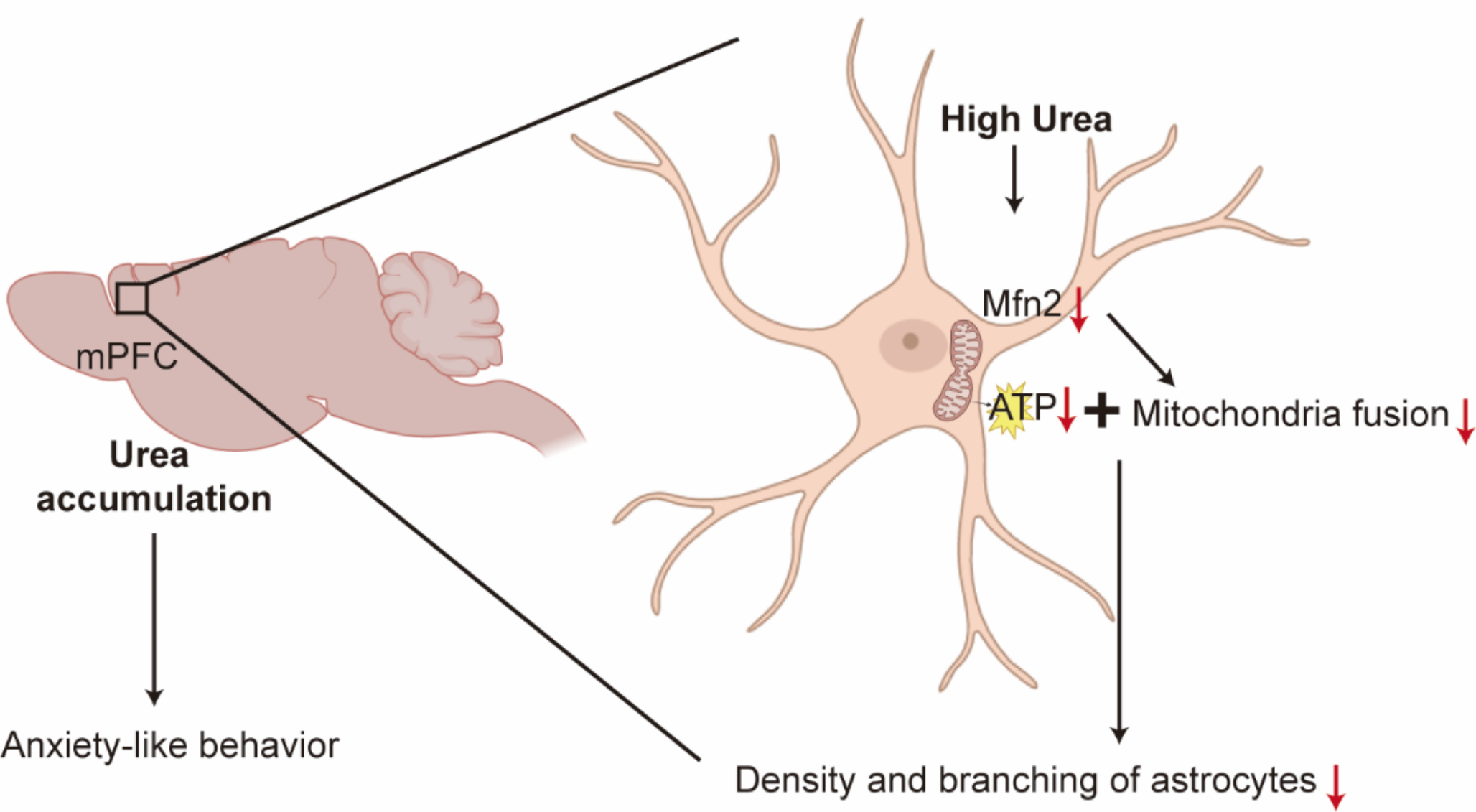 High urea promotes mitochondrial fission and functional impairments in astrocytes inducing anxiety-like behavior in chronic kidney disease mice