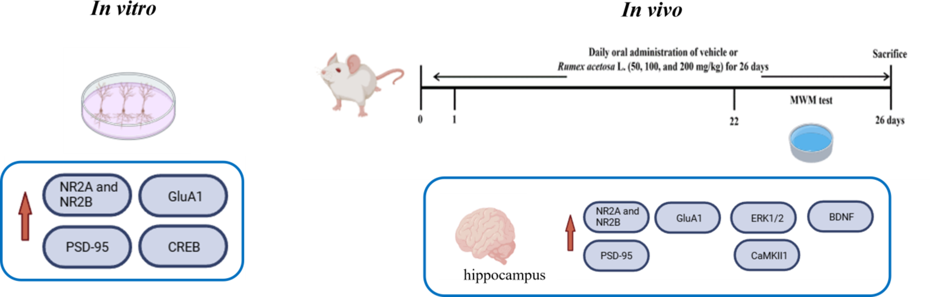 L. enhance learning and cognitive function by modulating NMDA receptor and BDNF pathways in vitro and in vivo