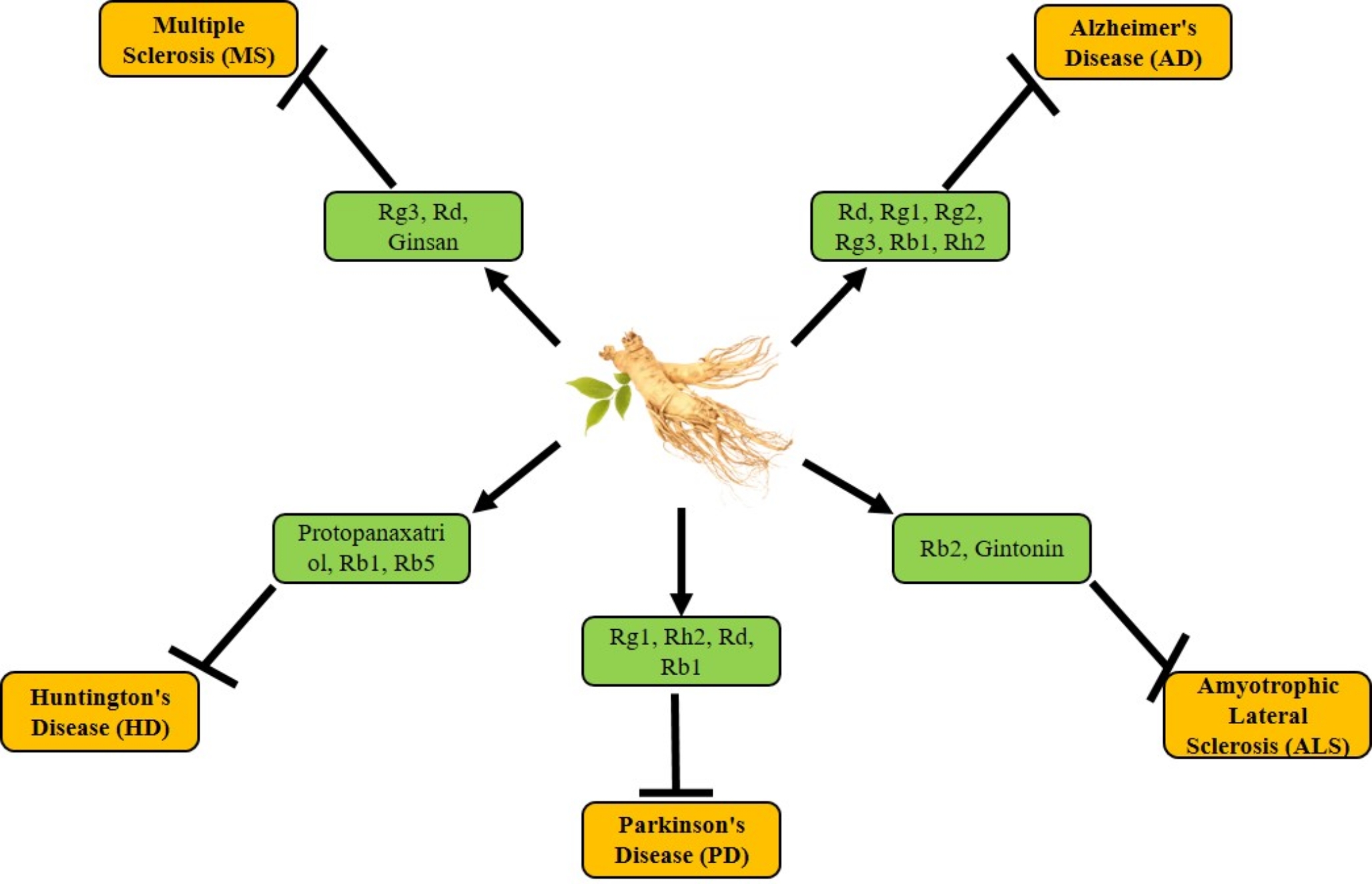 The role of Panax ginseng in neurodegenerative disorders: mechanisms, benefits, and future directions