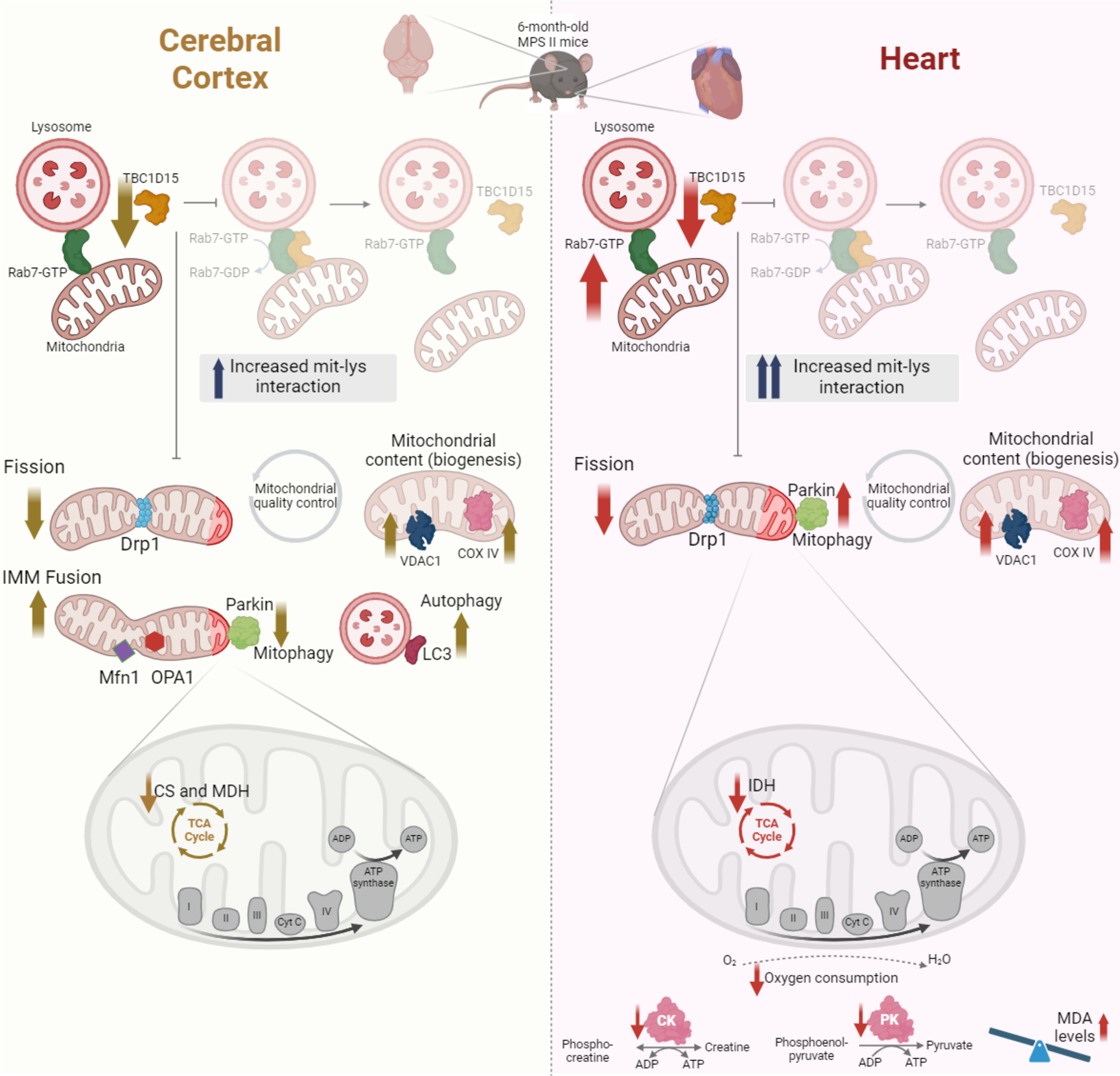 Disturbances in mitochondrial quality control and mitochondria-lysosome contact underlie the cerebral cortex and heart damage of mucopolysaccharidosis type II mice