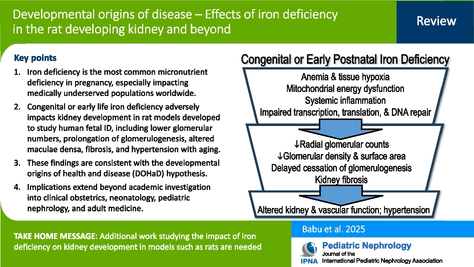 Developmental origins of disease – Effects of iron deficiency in the rat developing kidney and beyond