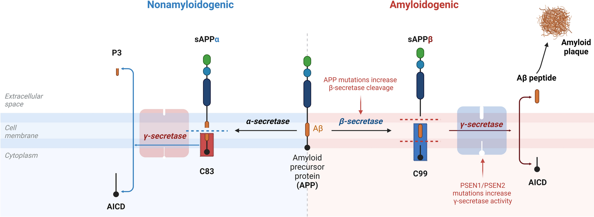 The Peripheral Amyloid-β Nexus: Connecting Alzheimer’s Disease with Atherosclerosis through Shared Pathophysiological Mechanisms