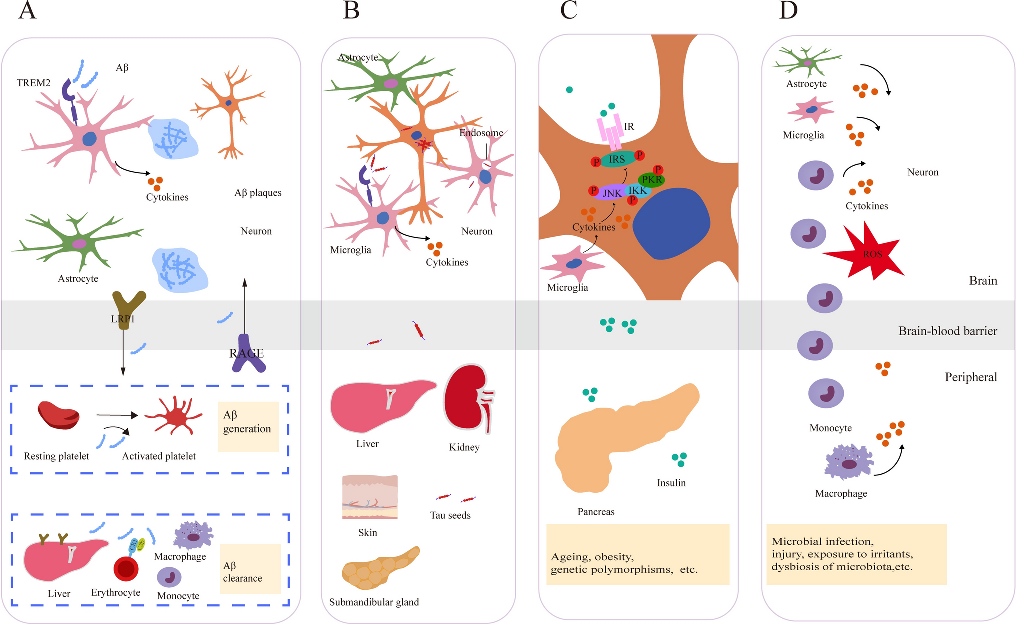 What Information do Systemic Pathological Changes Bring to the Diagnosis and Treatment of Alzheimer’s Disease?