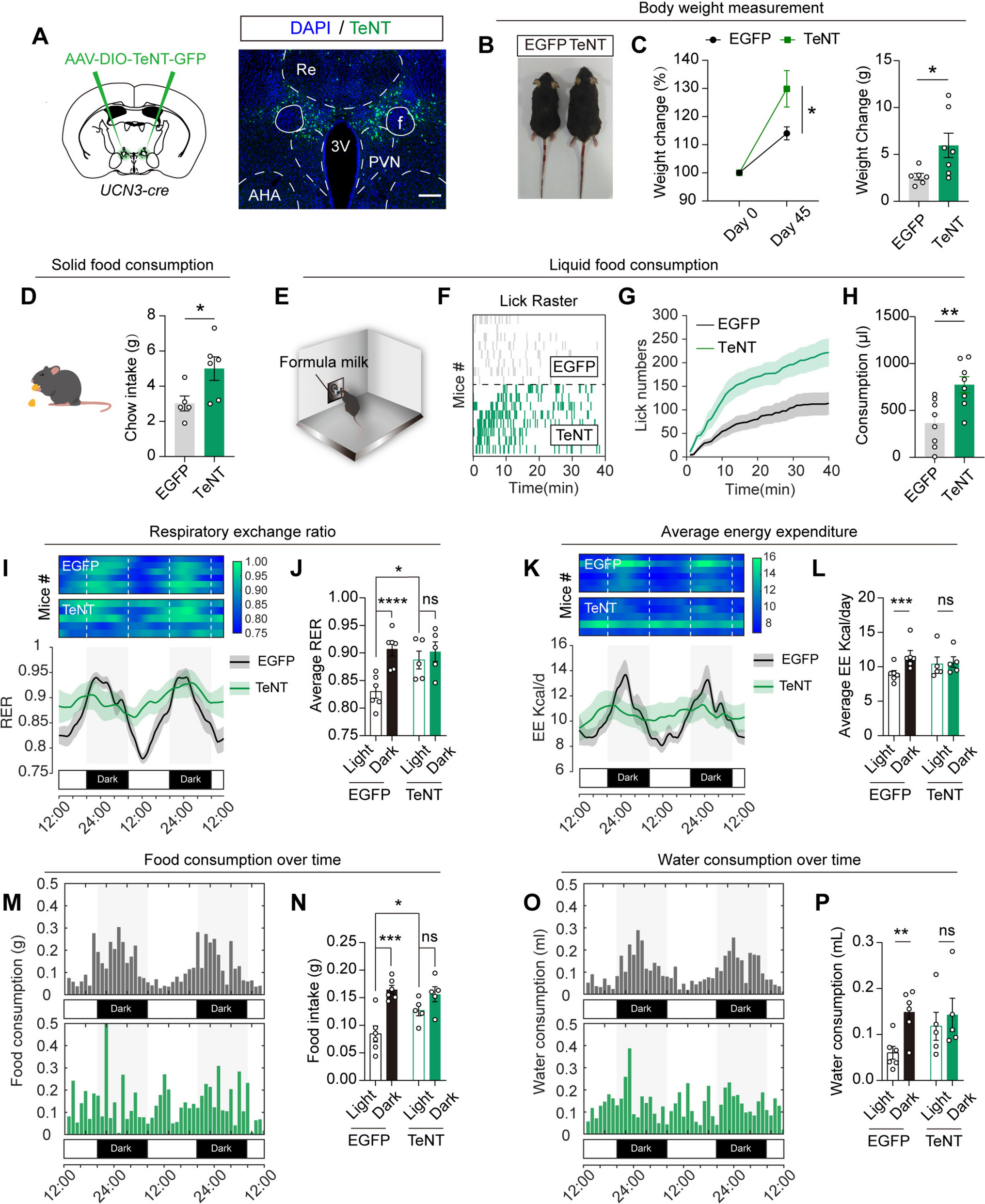 Perifornical UCN3 Neurons Regulate Overeating-Induced Weight Gain