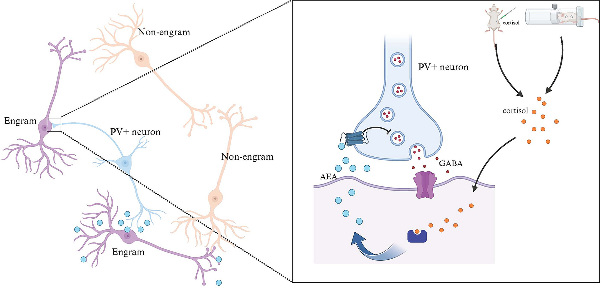 Stress-Induced Endogenous Cannabinoid Signaling Contributes to Fear Generalization