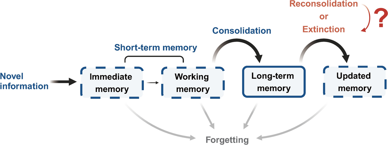 How Fear Memory is Updated: From Reconsolidation to Extinction?