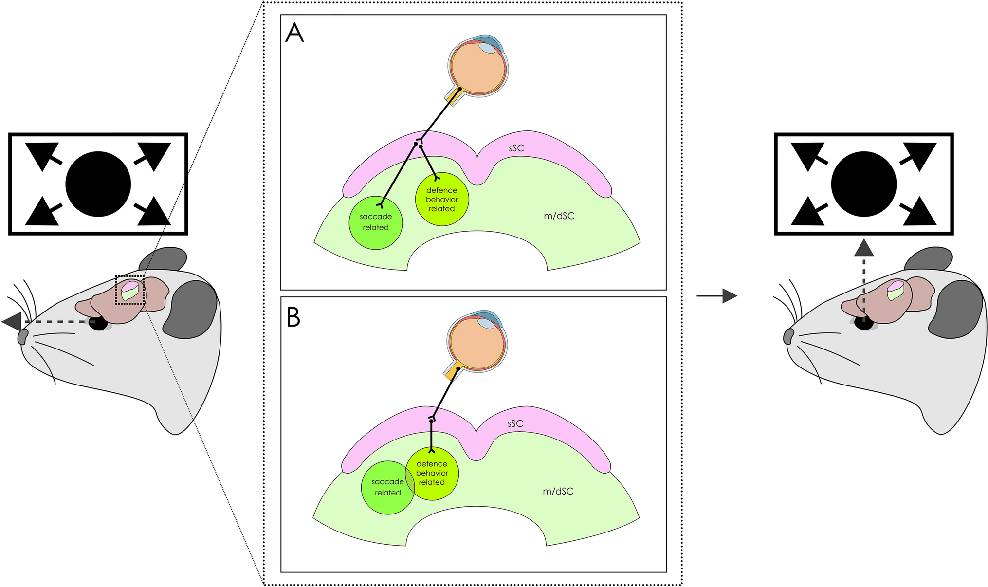 A Potentially Shared Neural Basis Linking Rapid Saccades and Avoidance Initiation in the Superior Colliculus Driven by Visual Threats