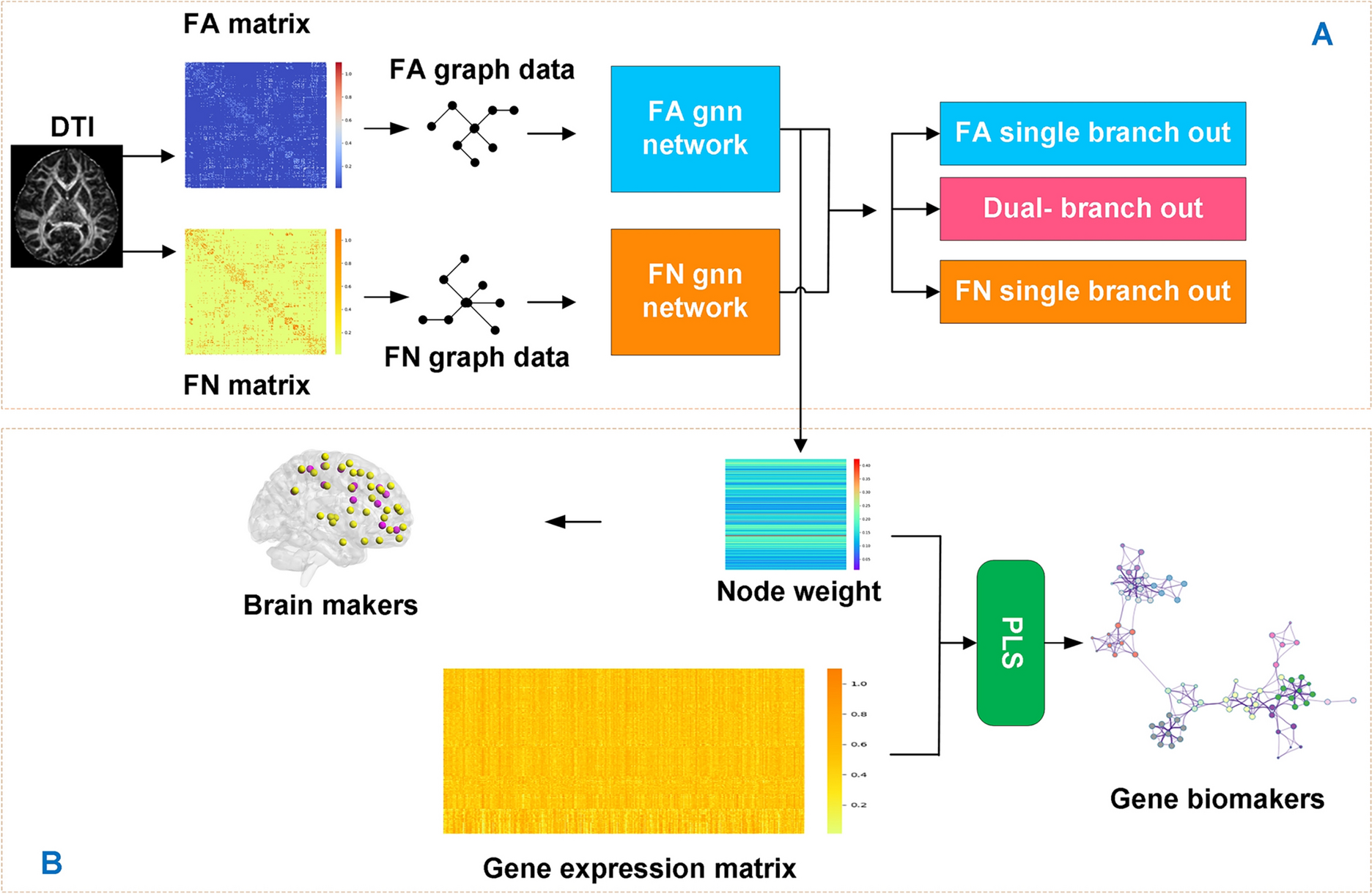 Graph Neural Networks and Multimodal DTI Features for Schizophrenia Classification: Insights from Brain Network Analysis and Gene Expression