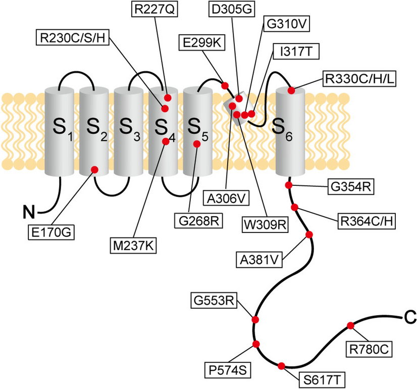 Electrophysiological Abnormalities and Pharmacological Corrections of Pathogenic Missense Variants in KCNQ3