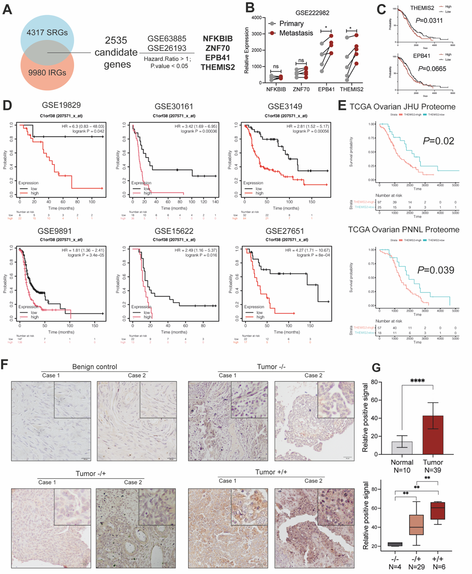THEMIS2 contributes to ovarian cancer metastasis via DOCK4-mediated activation of Rap1 signaling