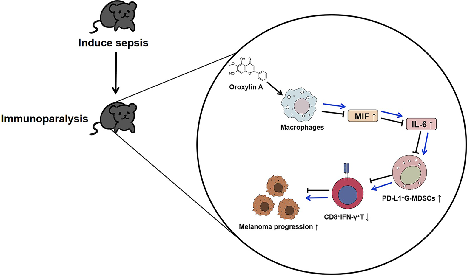 Trained immunity alleviates the progression of melanoma during sepsis-associated immunoparalysis