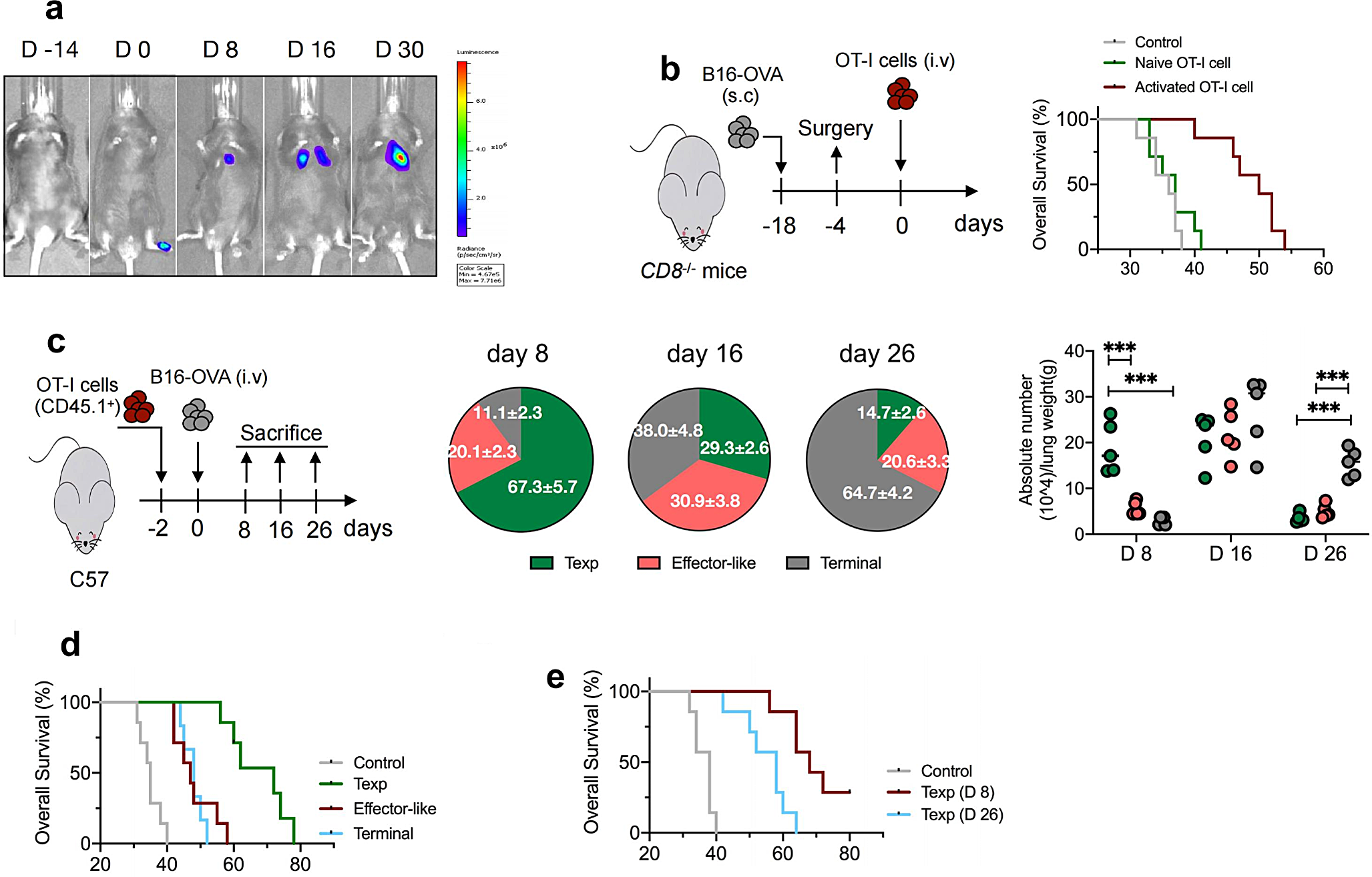 Tumor-specific CXCR6 positive precursor CD8 T cells mediate tumor control in metastatic melanoma