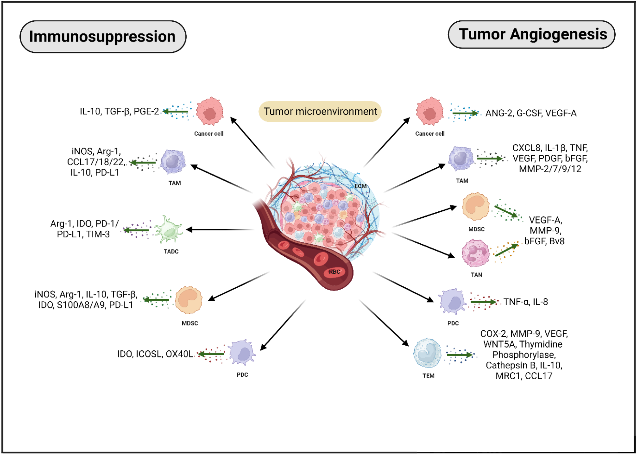 Tumor-infiltrating myeloid cells; mechanisms, functional significance, and targeting in cancer therapy