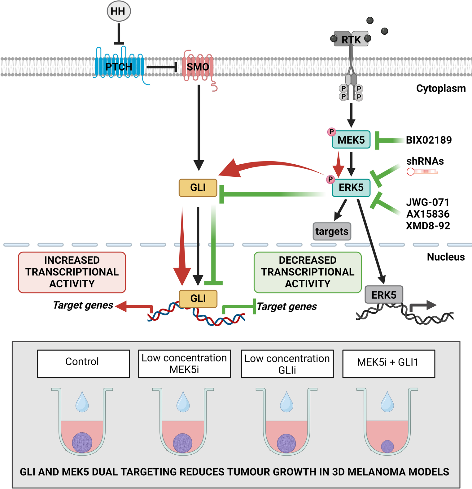The MEK5/ERK5 pathway promotes the activation of the Hedgehog/GLI signaling in melanoma cells