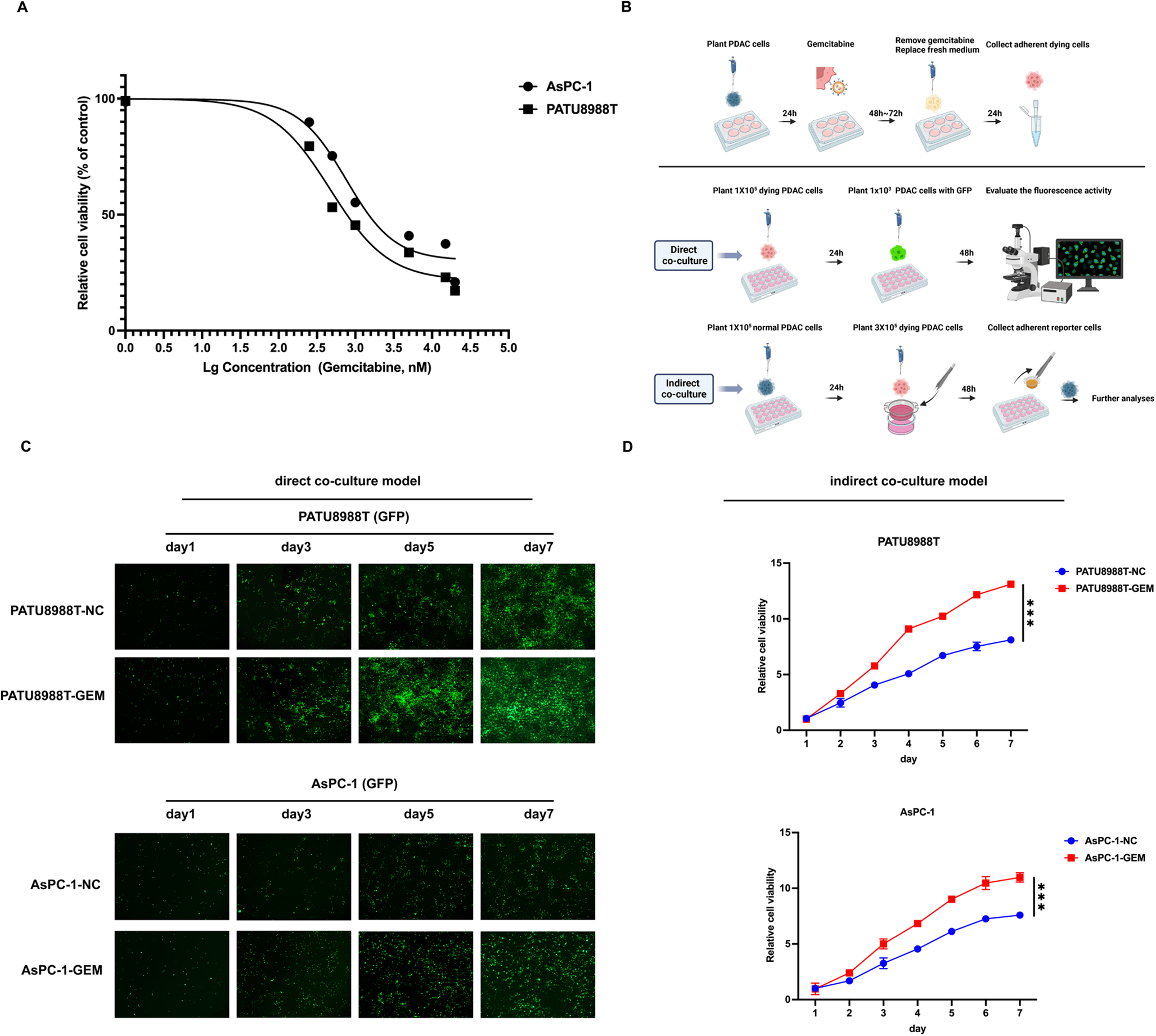LPA released from dying cancer cells after chemotherapy inactivates Hippo signaling and promotes pancreatic cancer cell repopulation