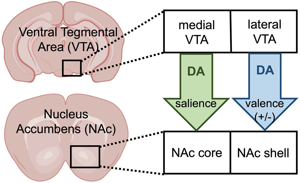 Distinct subcircuits within the mesolimbic dopamine system encode the salience and valence of social stimuli