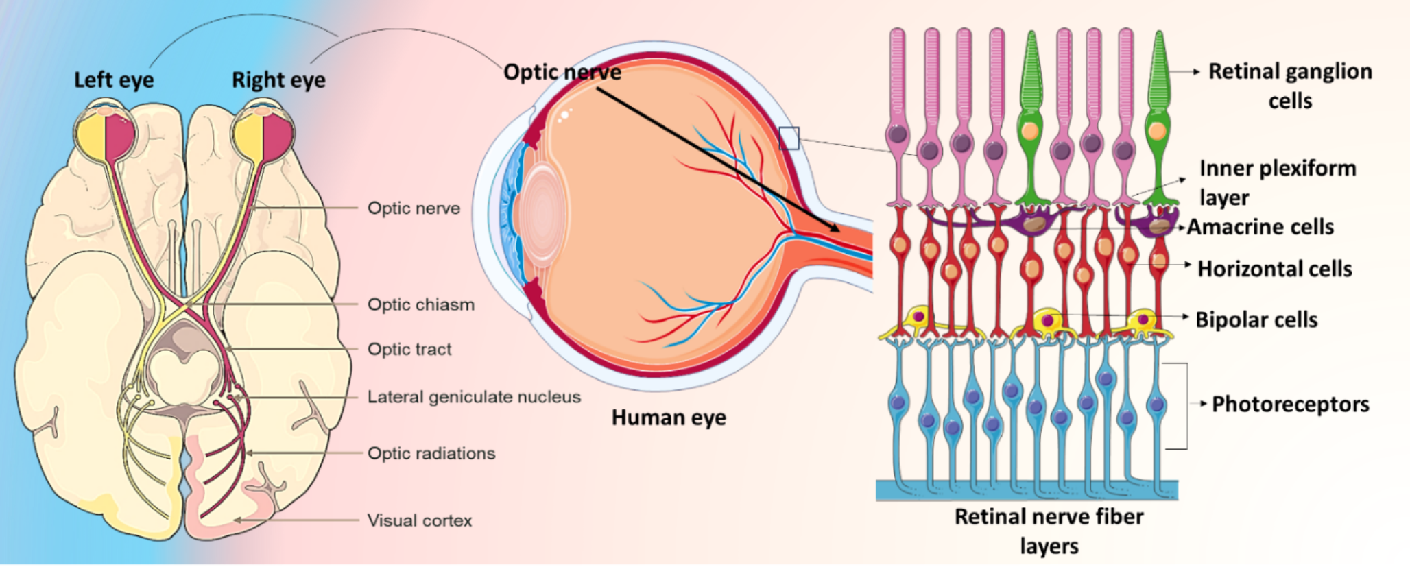 Exploring Retinal Neurodegeneration in Alzheimer’s Disease: A Molecular and Cellular Perspective