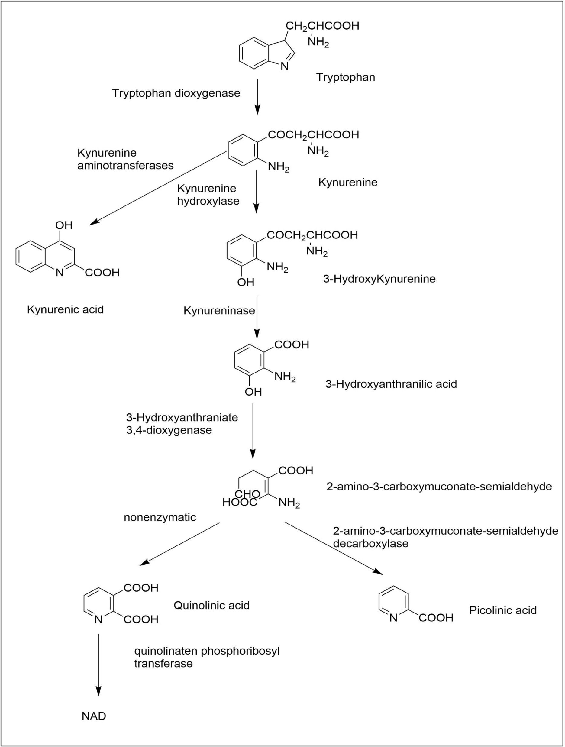 Kynurenine Pathway in Epilepsy: Unraveling Its Role in Glutamate Excitotoxicity, GABAergic Dysregulation, Neuroinflammation, and Mitochondrial Dysfunction