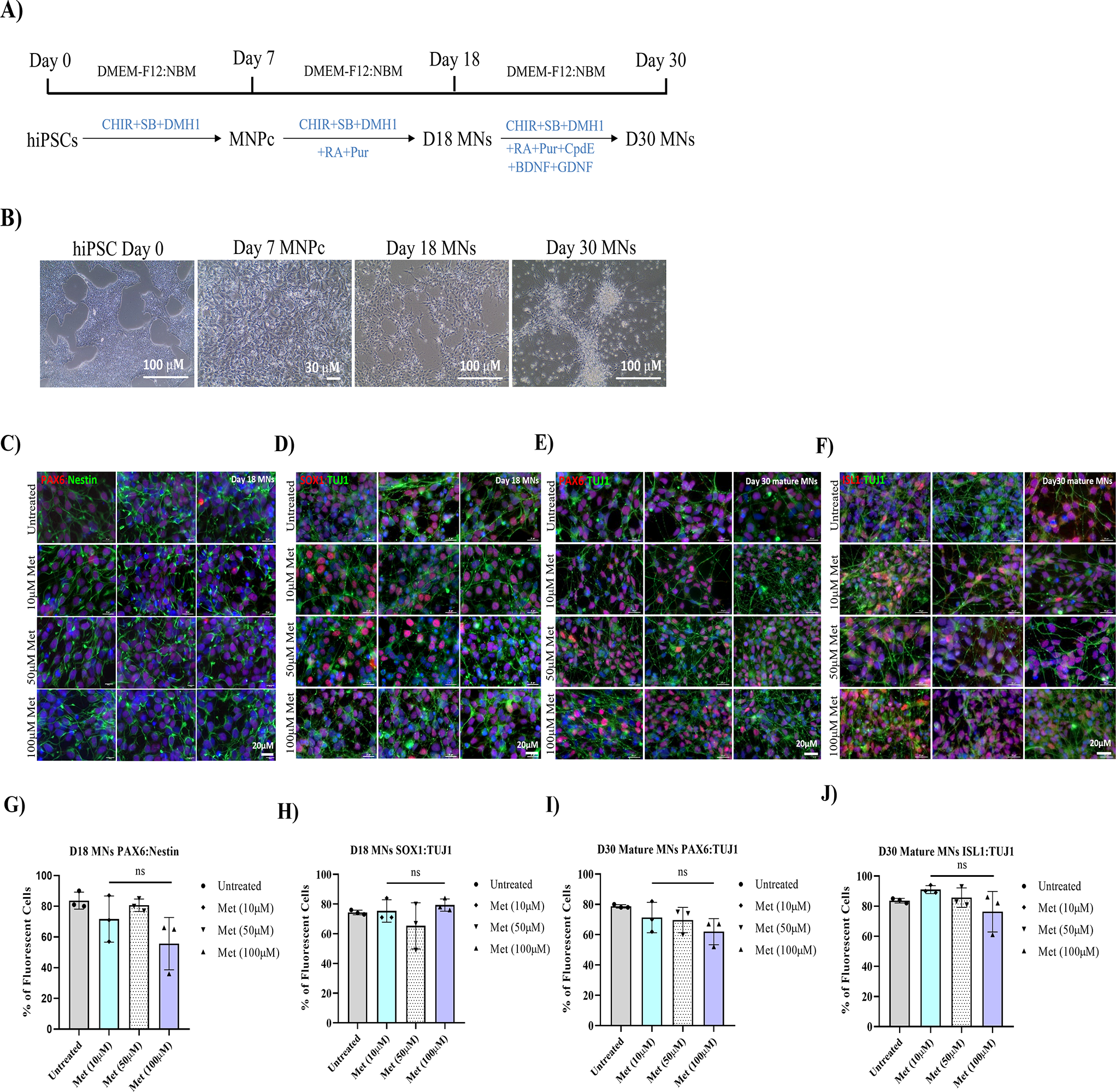 Metformin Protects Human Induced Pluripotent Stem Cell (hiPSC)-Derived Neurons from Oxidative Damage Through Antioxidant Mechanisms