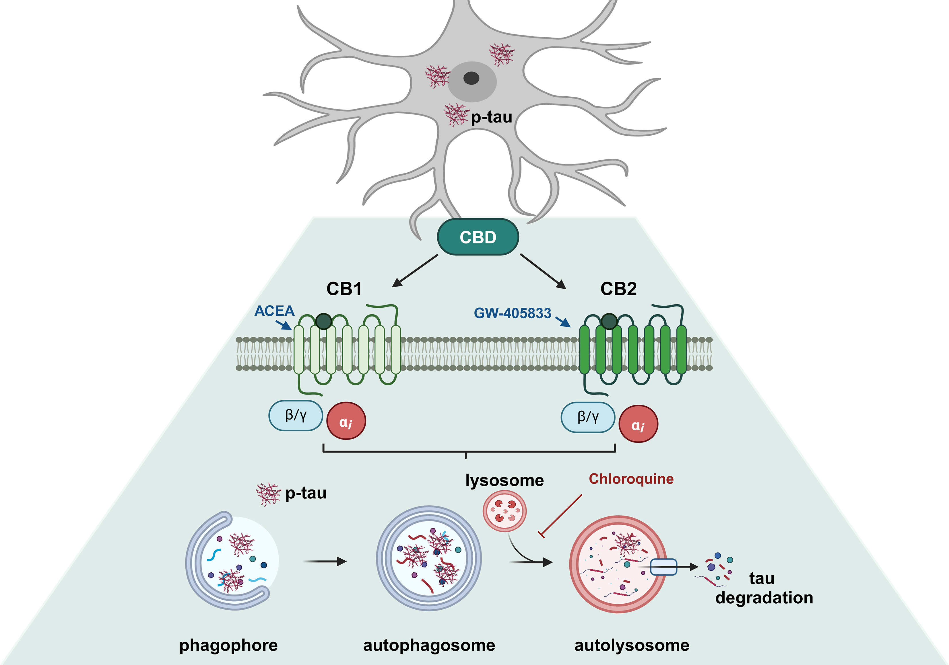 Cannabidiol-Induced Autophagy Ameliorates Tau Protein Clearance
