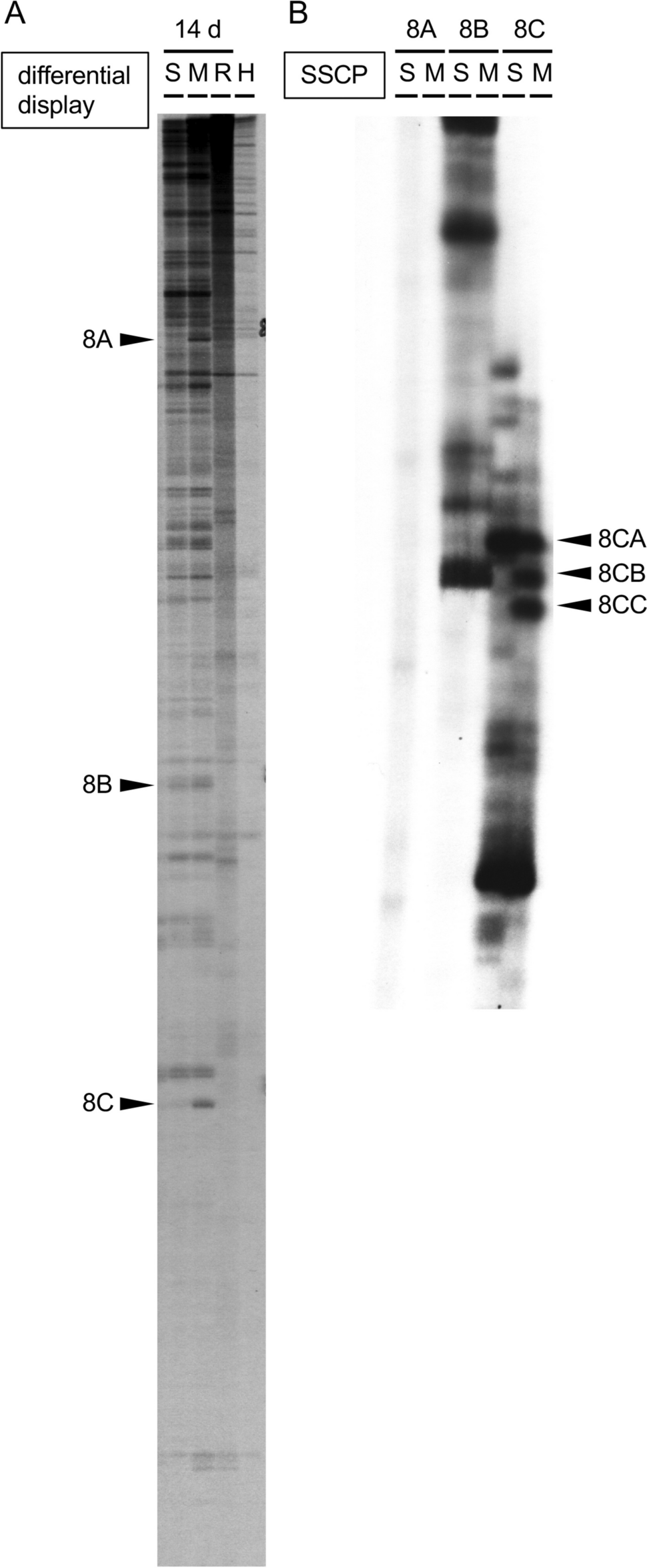 Differentially Expressed Nedd4-binding Protein Ndfip1 Protects Neurons Against Methamphetamine-induced Neurotoxicity