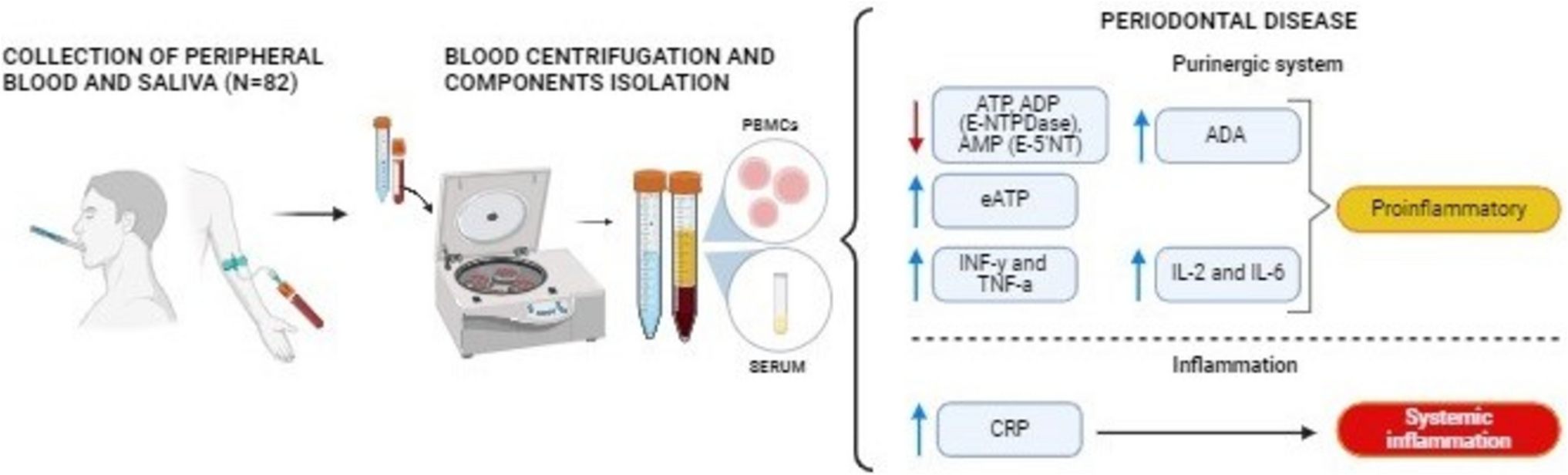 Patients with periodontal disease demonstrates changes in purinergic and inflammatory markers in PBMCs, serum and saliva