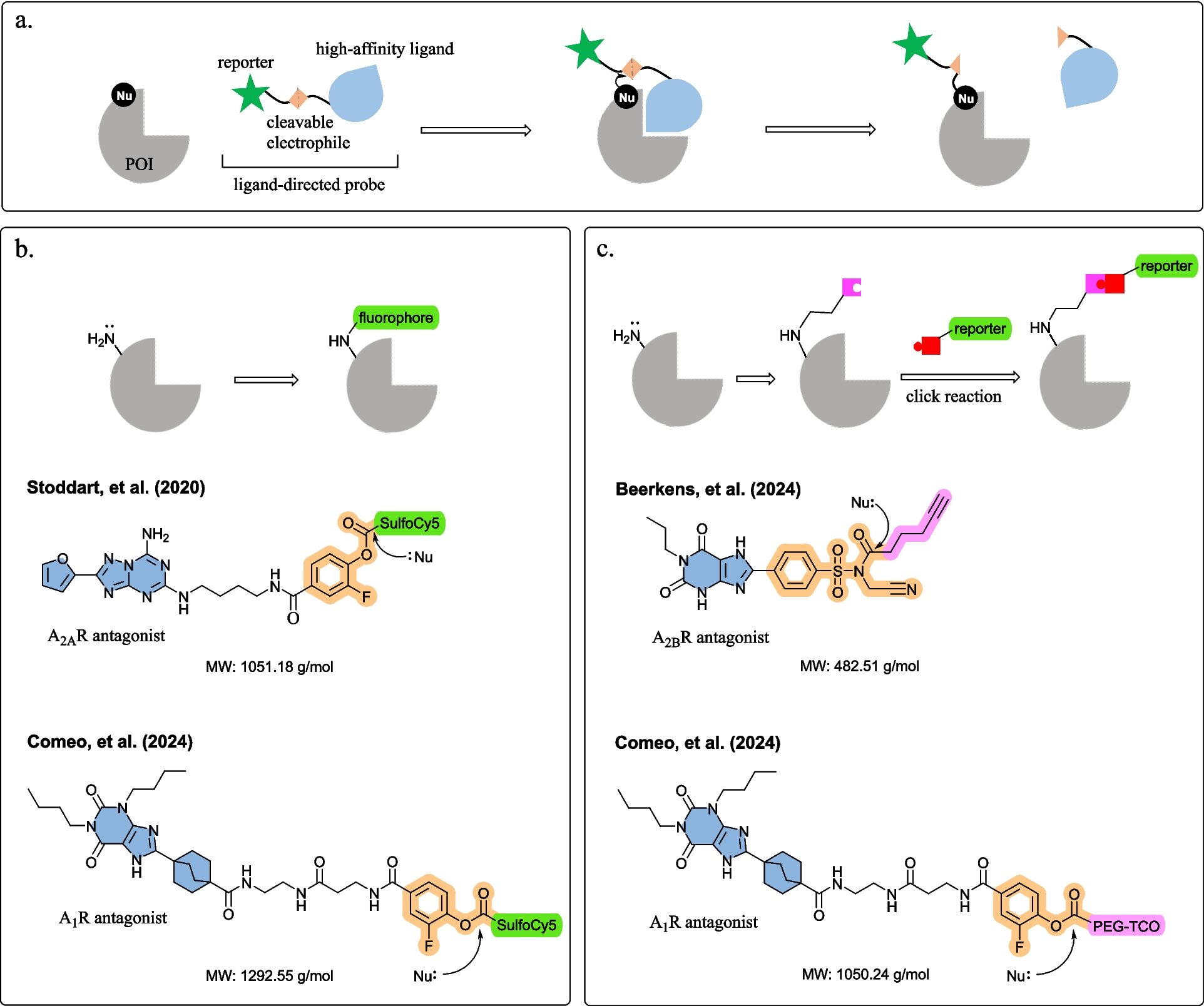 Ligand-directed covalent labelling of adenosine receptors