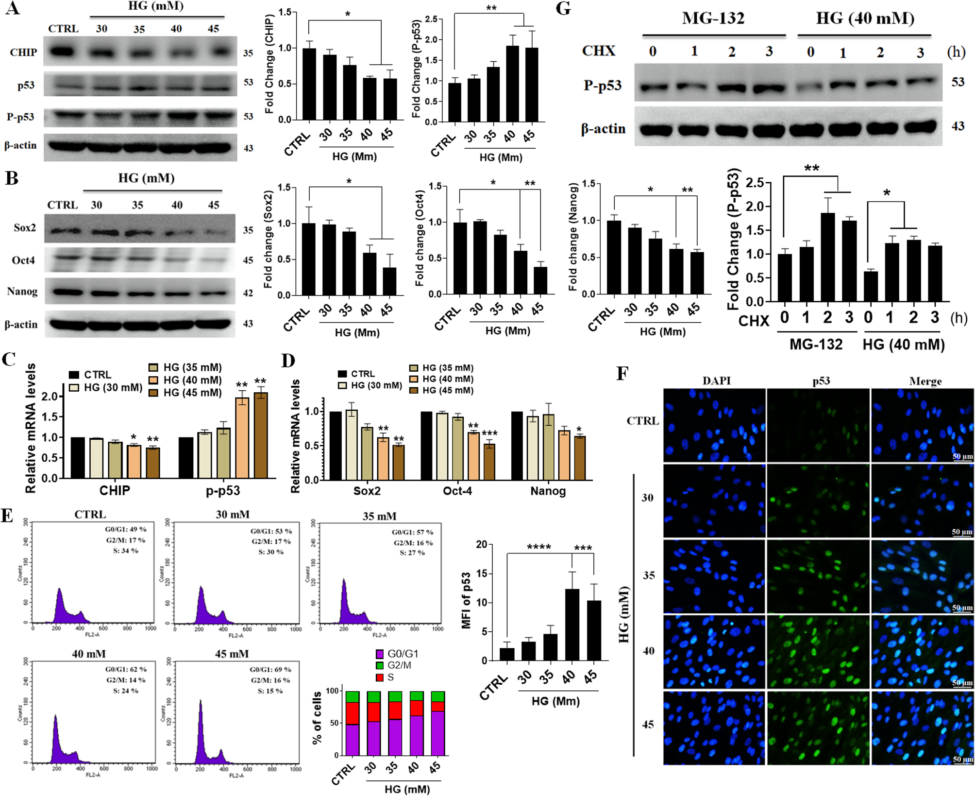 Chaperone-assisted E3 ligase-engineered mesenchymal stem cells target hyperglycemia-induced p53 for ubiquitination and proteasomal degradation ameliorates self-renewal