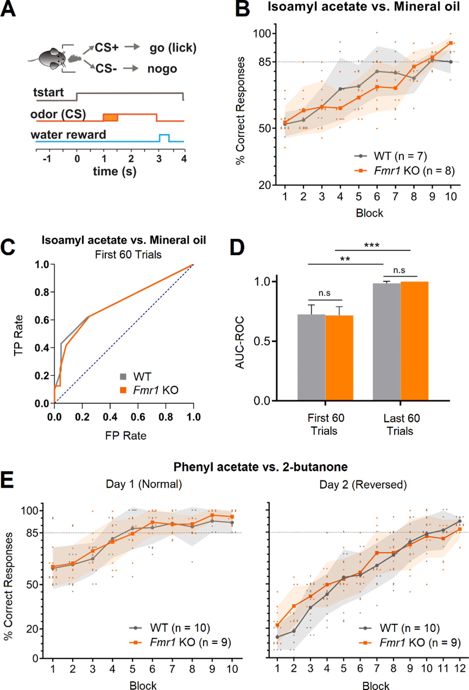 Olfactory dysfunction and altered cortical excitability in the mouse model of Fragile X Syndrome